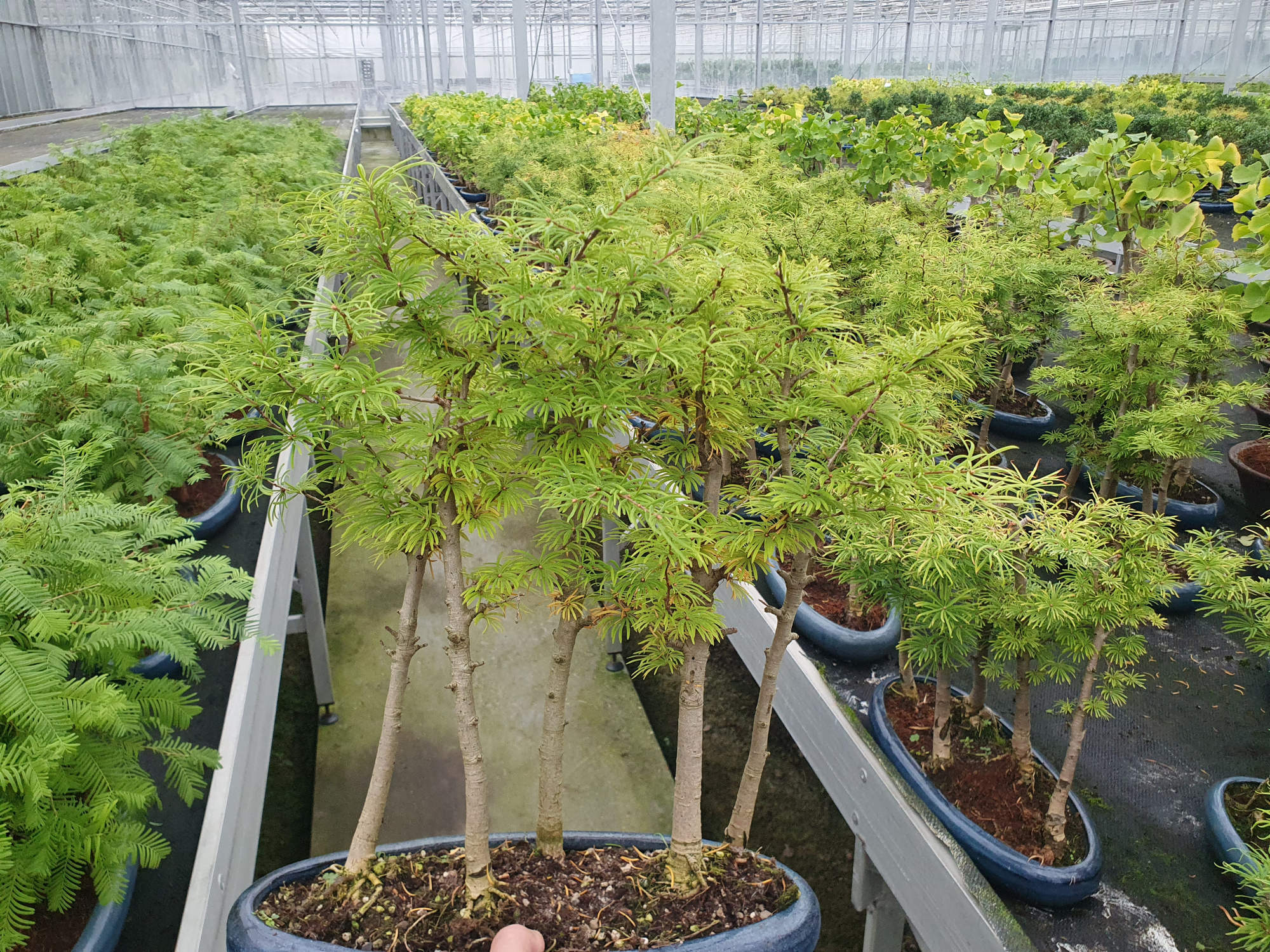 Pseudolarix forest- group 5 stem, D 35 cm