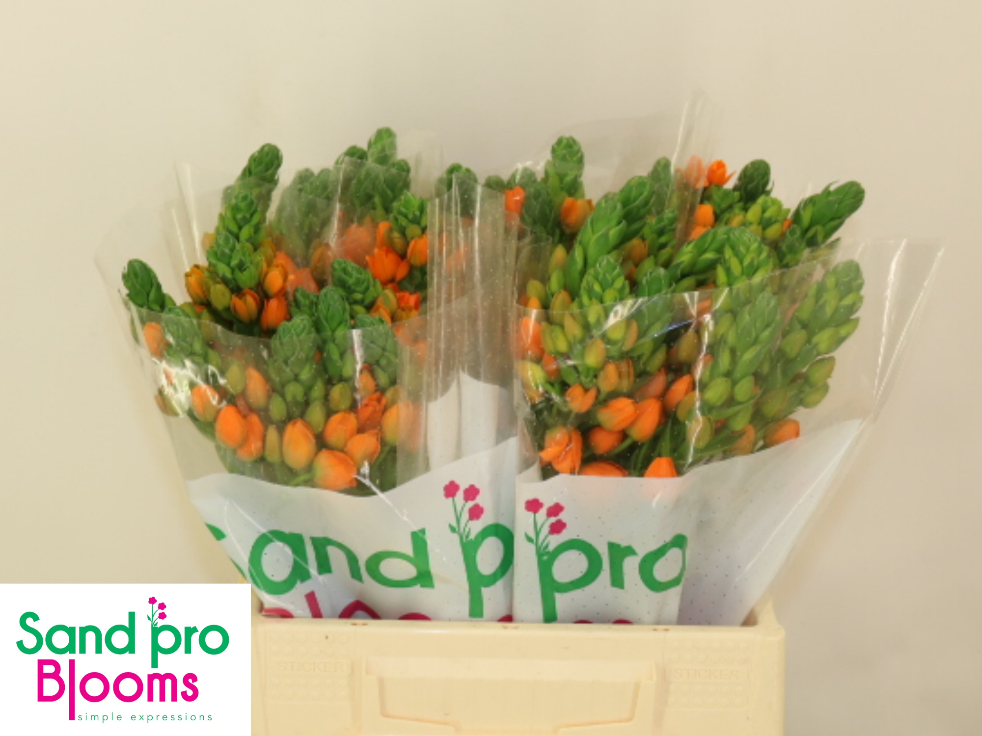 Орнитогалум Санрэй 40, шт.