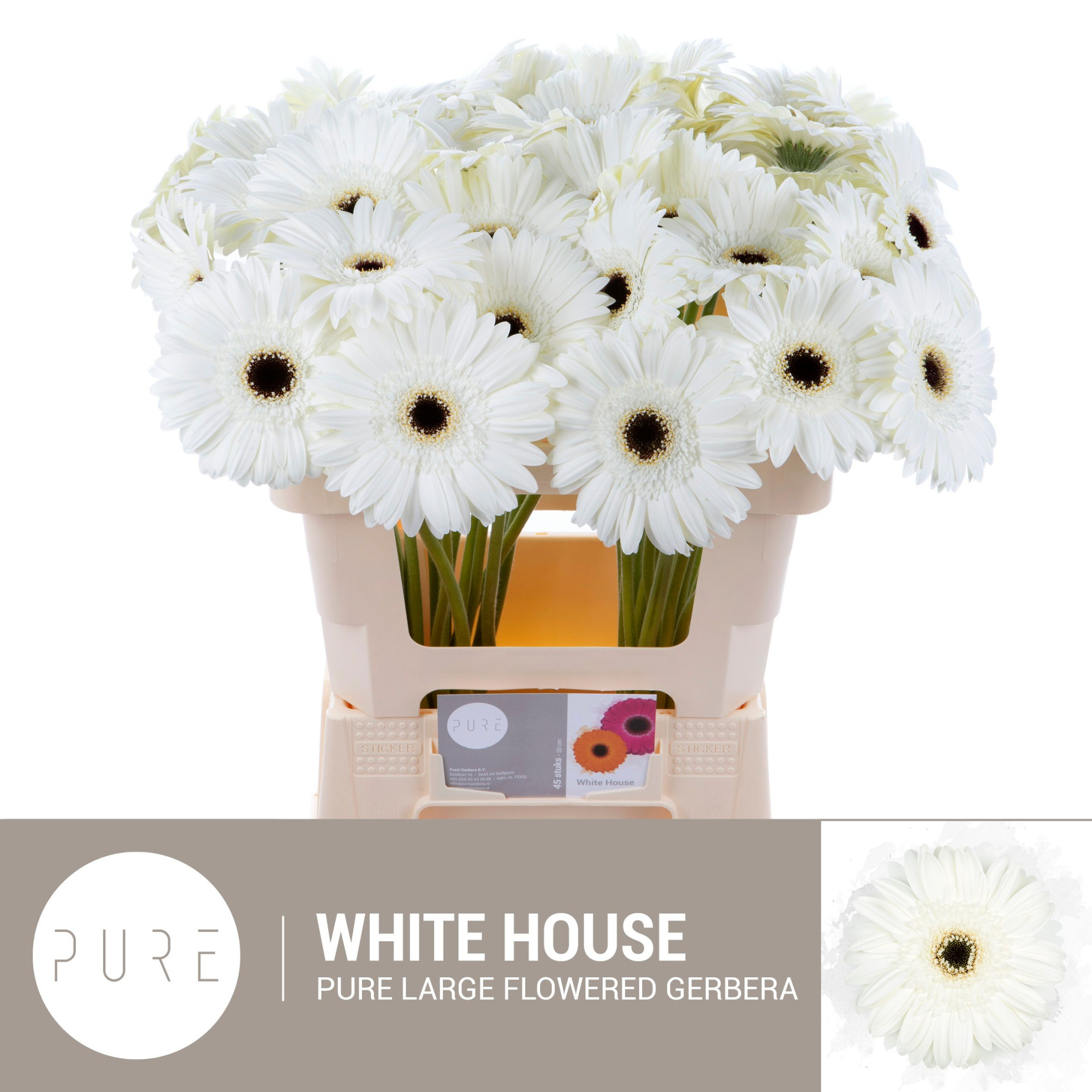 Гербера Вайт Хаус, шт.