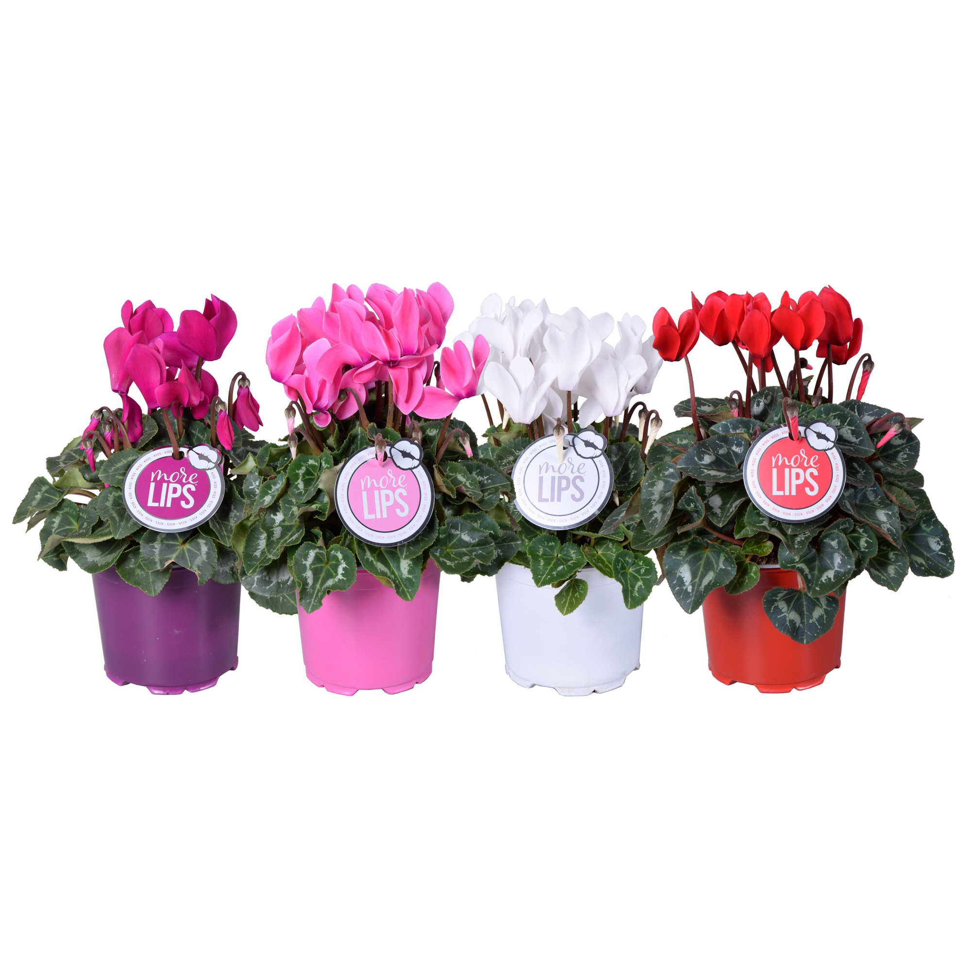 MoreLIPS® Cyclamen mix, D 12 cm