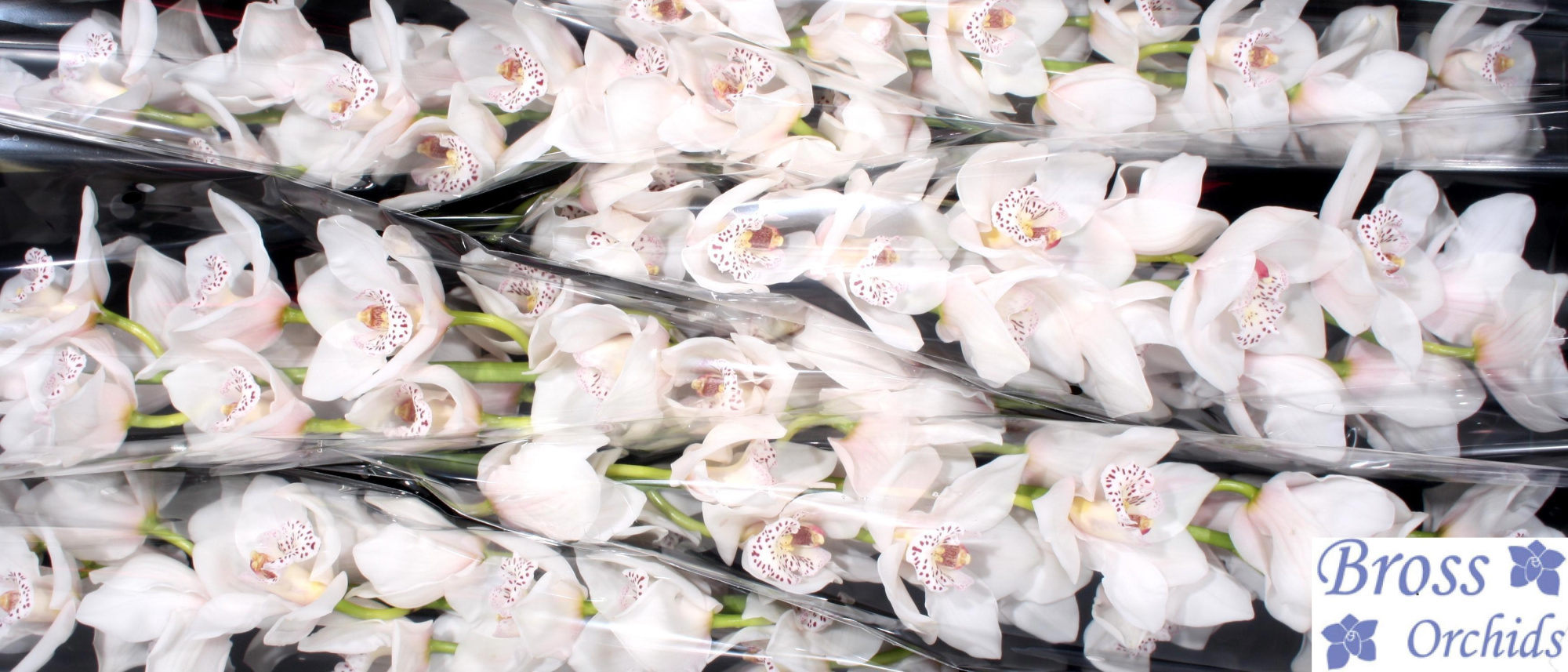 Цимбидиум Валента x6 80, шт.