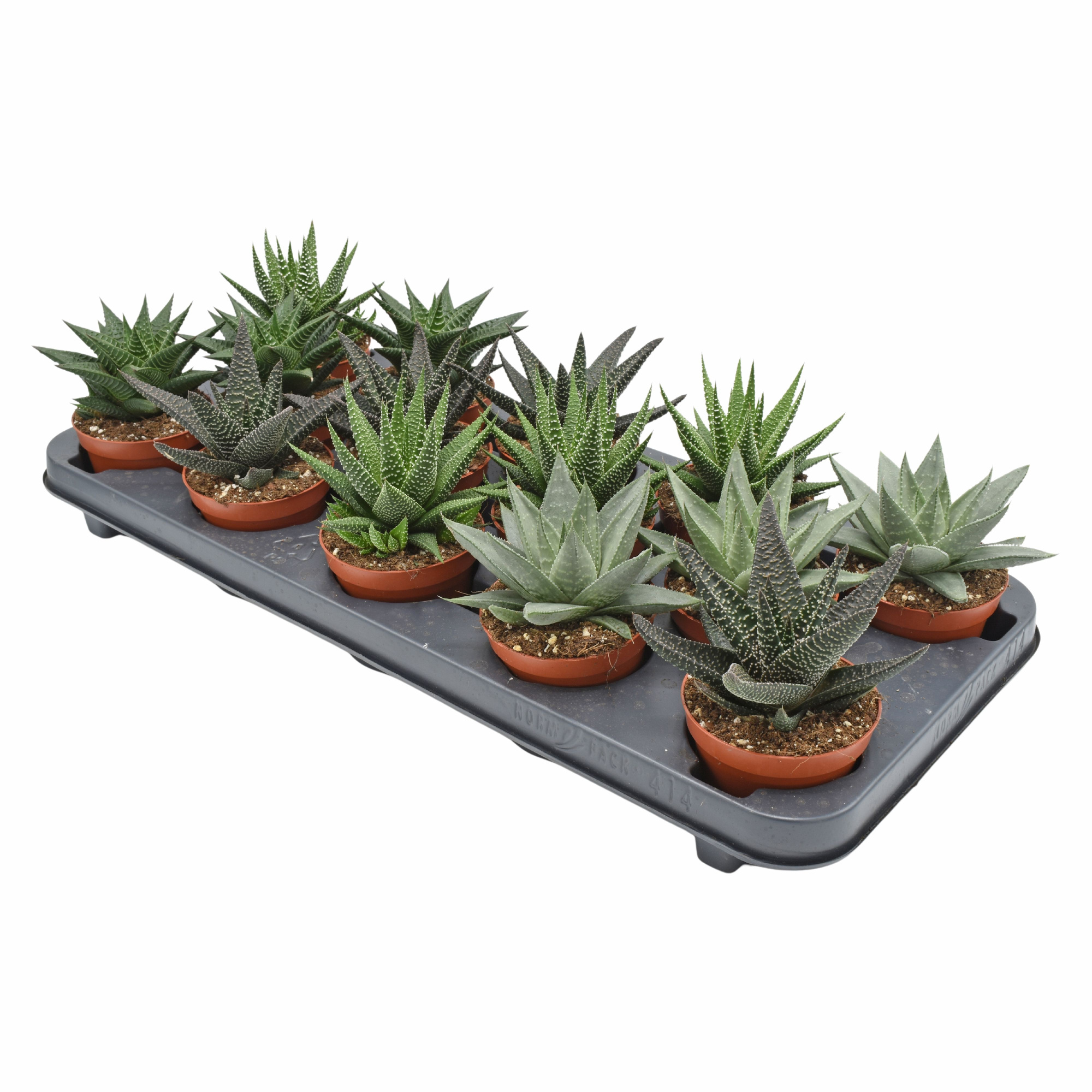 Haworthia mix, D 8,5 cm