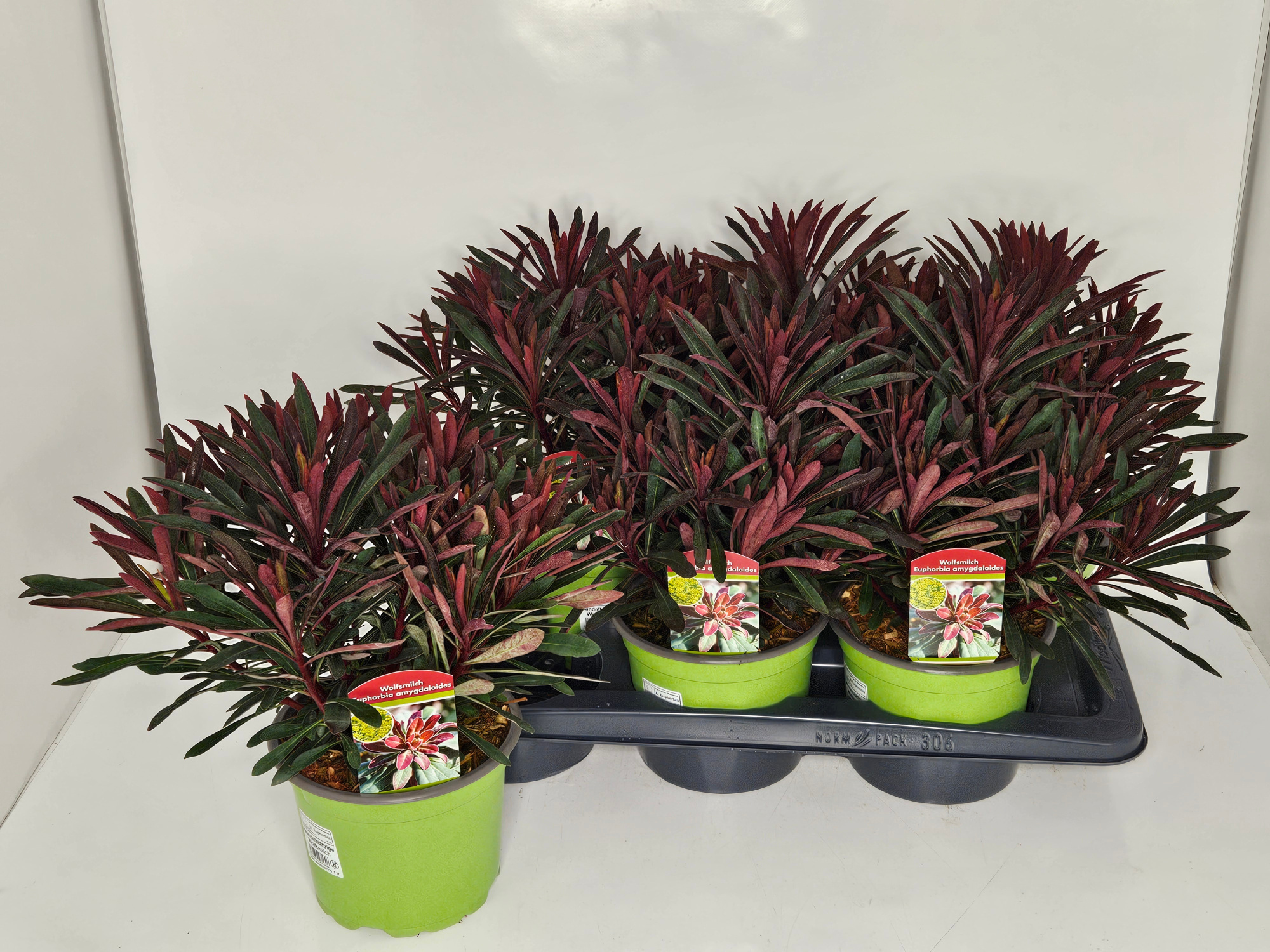 Euphorbia Miners Merlot T17, D 17 cm
