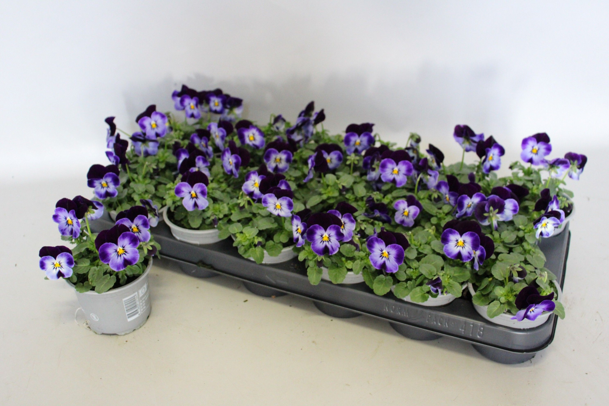 Viola cornuta 9 cm Denim Jump Up, D 9 cm