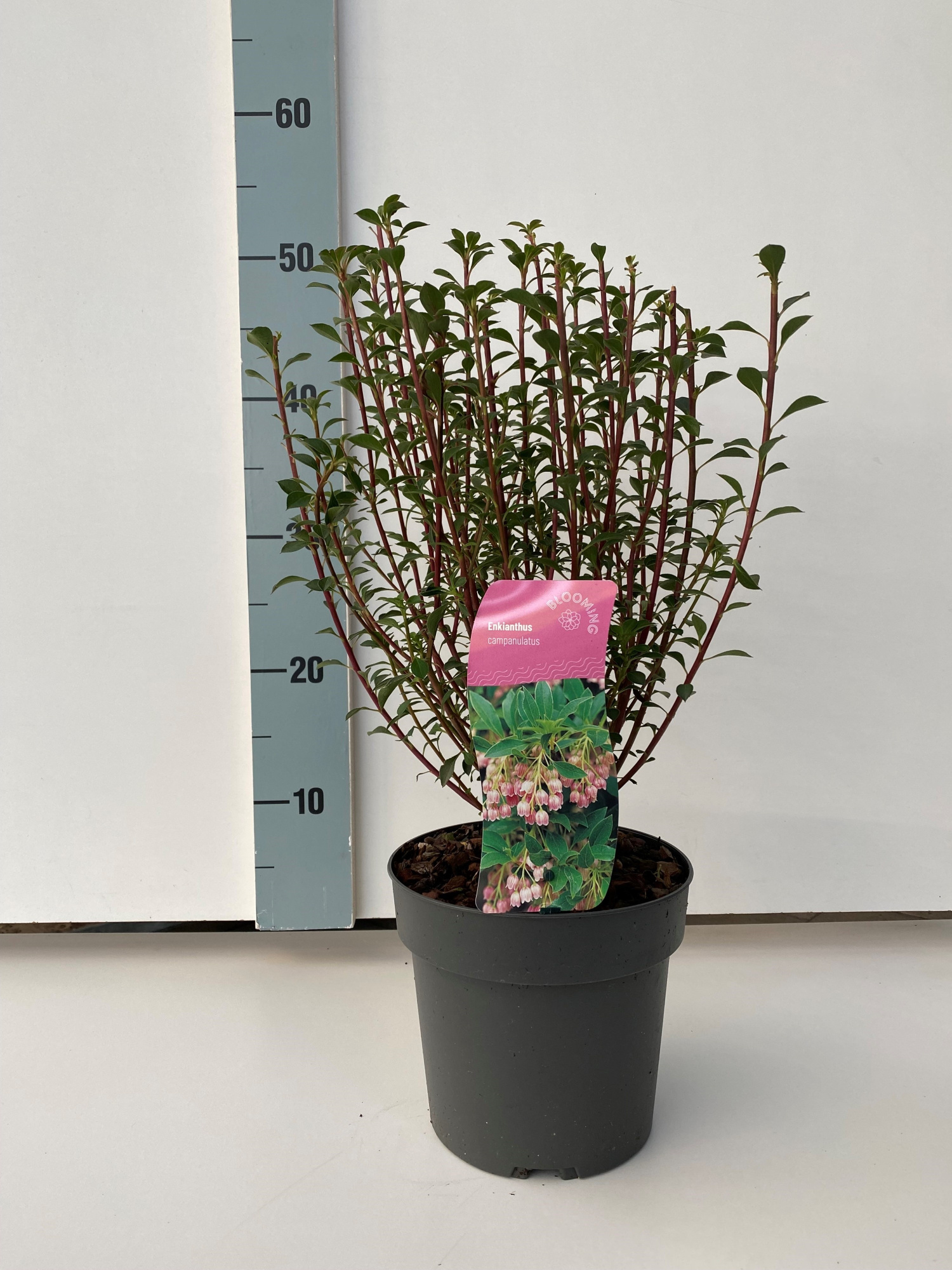 Enkianthus campanulatus, D 17 cm