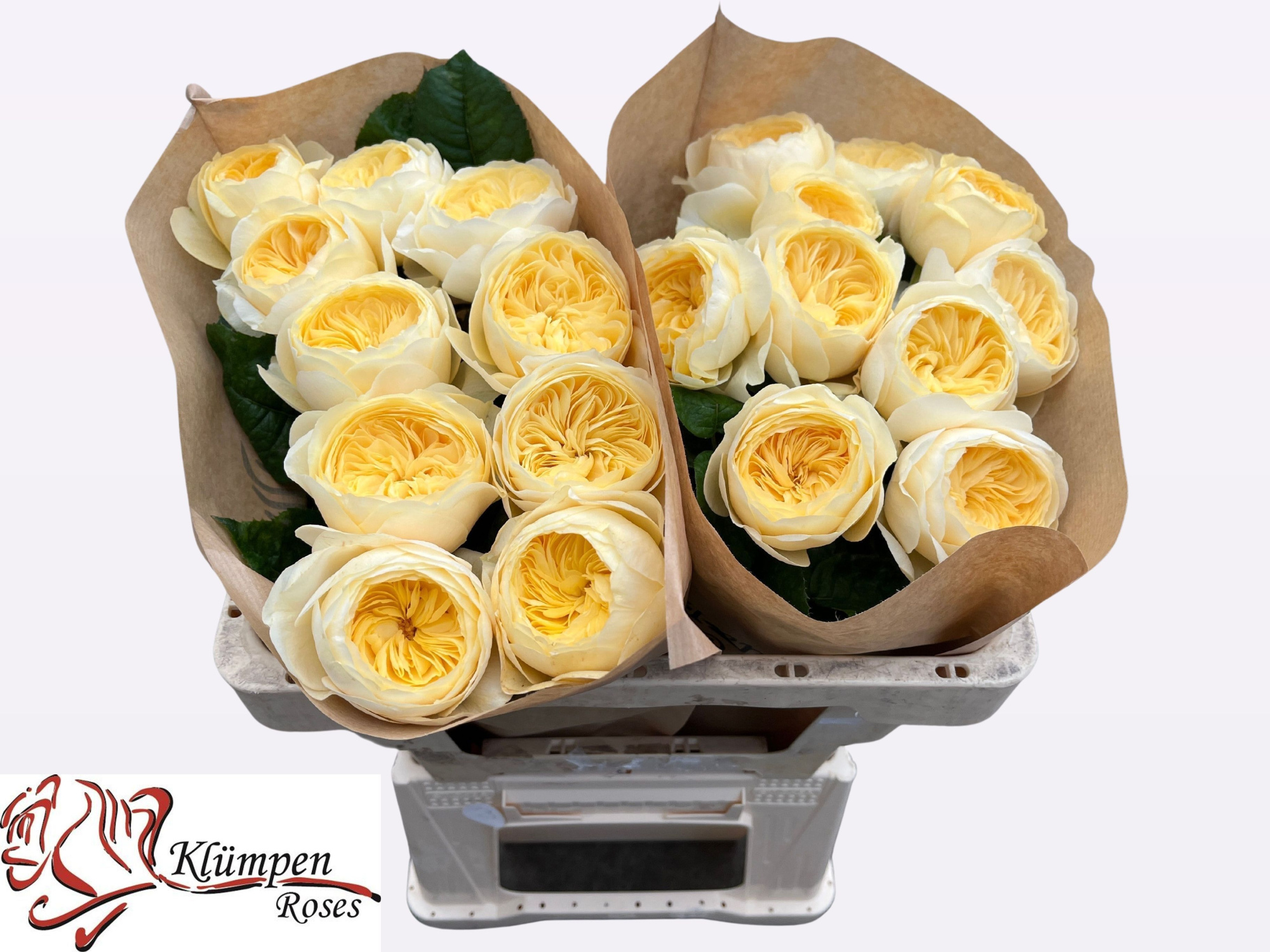 Роза од. Нона! 50, шт.