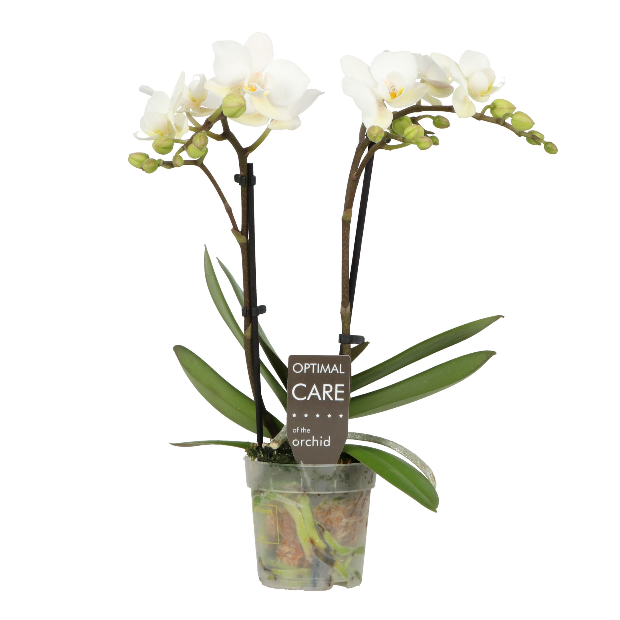 Sweety P7 Sandra 2 spike, D 7 cm