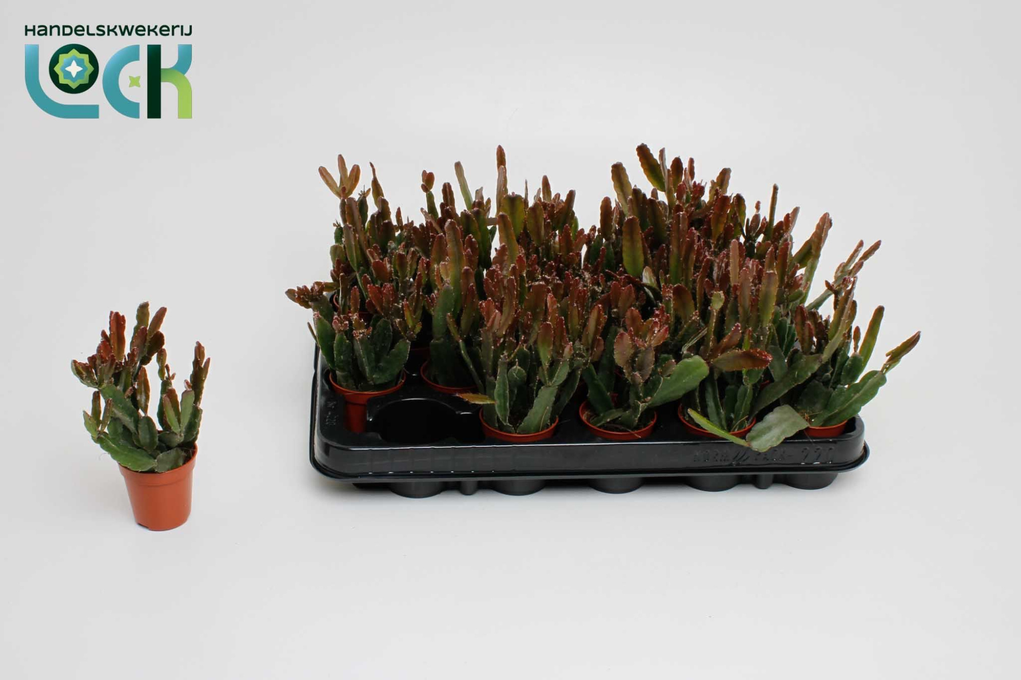 Rhipsalis agudoensis, D 5,5