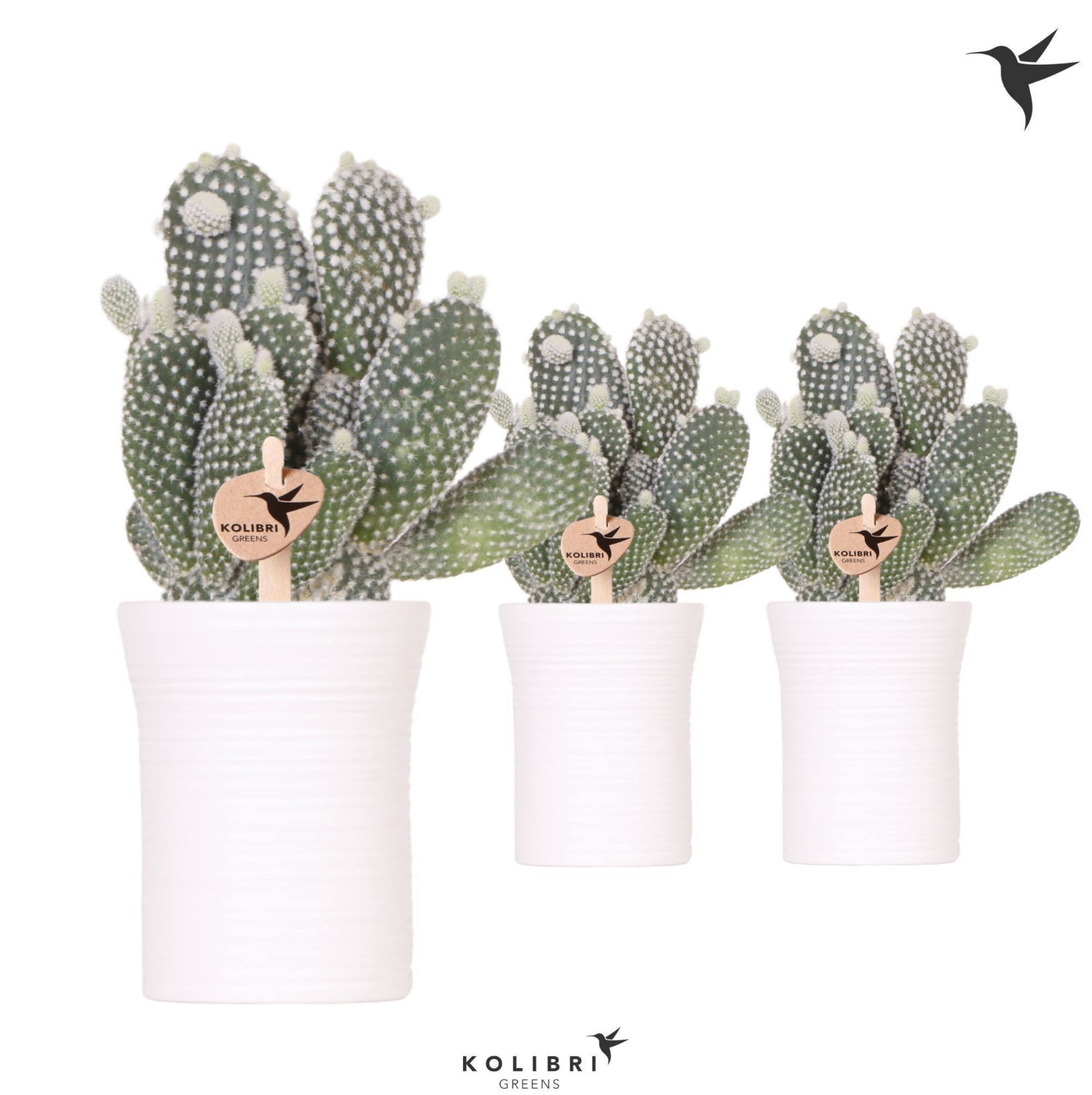Kolibri Greens Opuntia white in Furrow pot white, D 9 cm