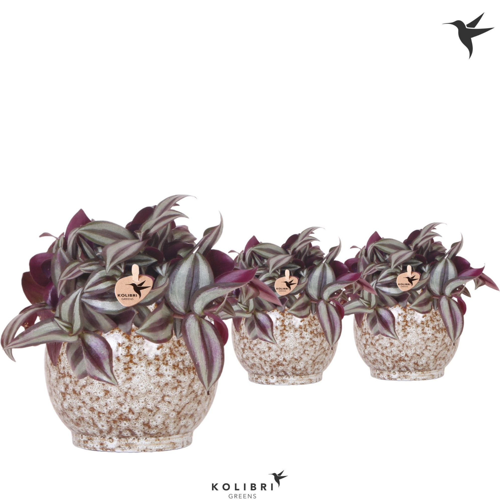 Kolibri Greens Tradescantia Zebrina in Safari pot, D 9 cm