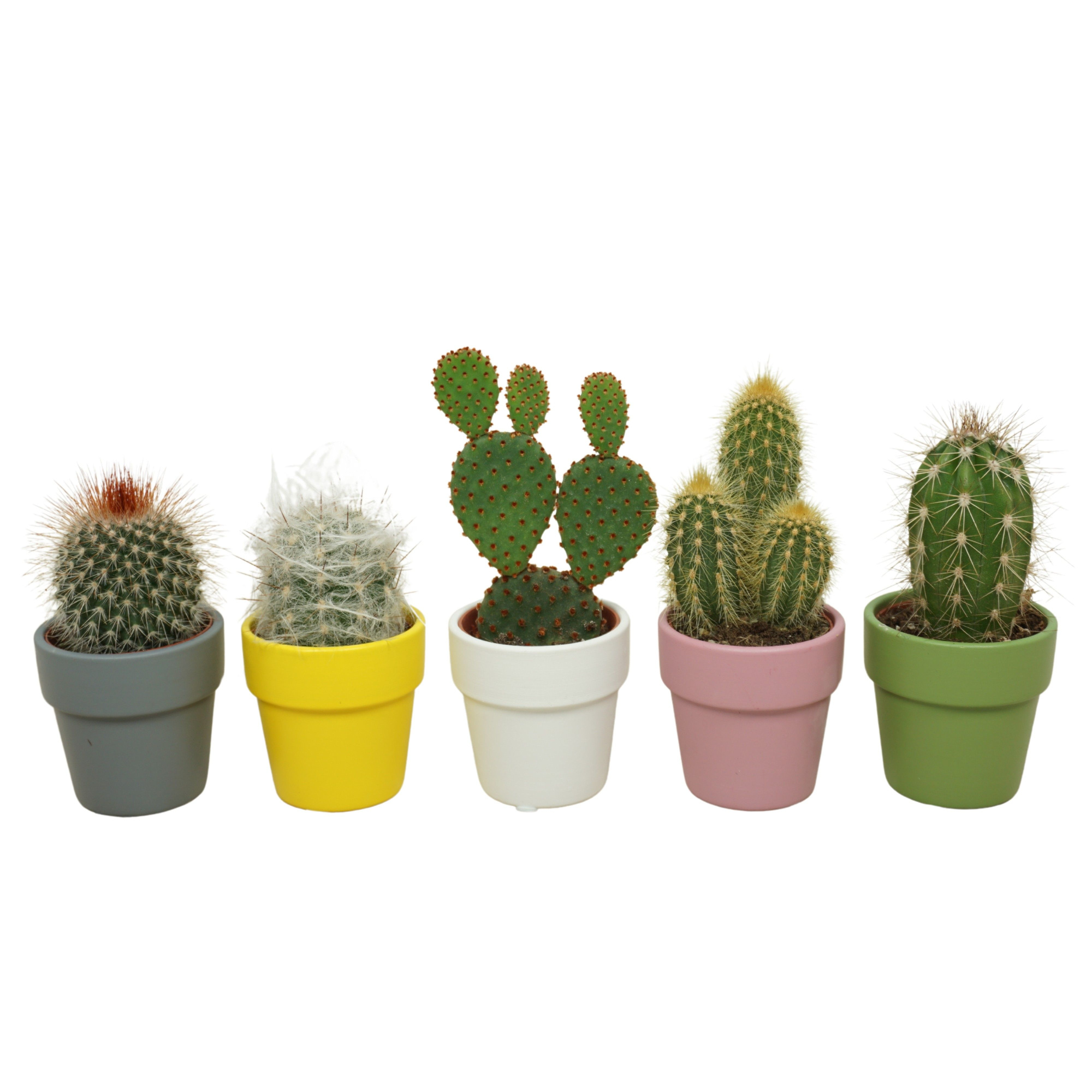 Cactus mix in 6 cm 'Durango Kraagpot', D 5,5