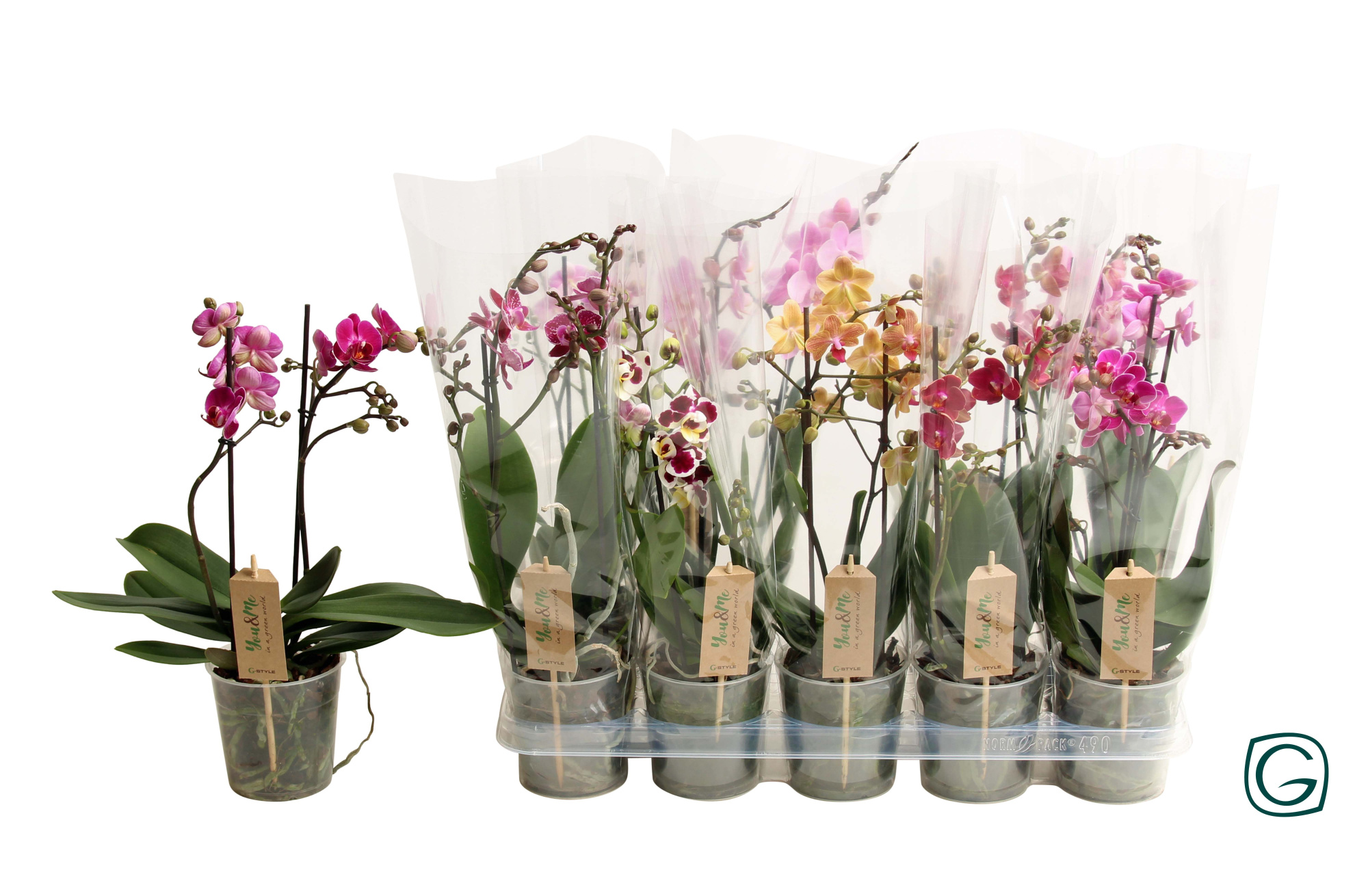 Multiflora 2tk mix 18+ fl., D 12 cm