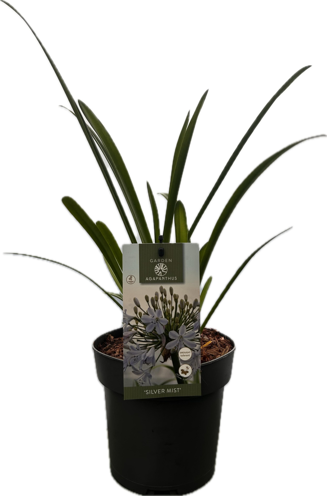Agapanthus 'Silver Mist' P17 GARDEN, D 17