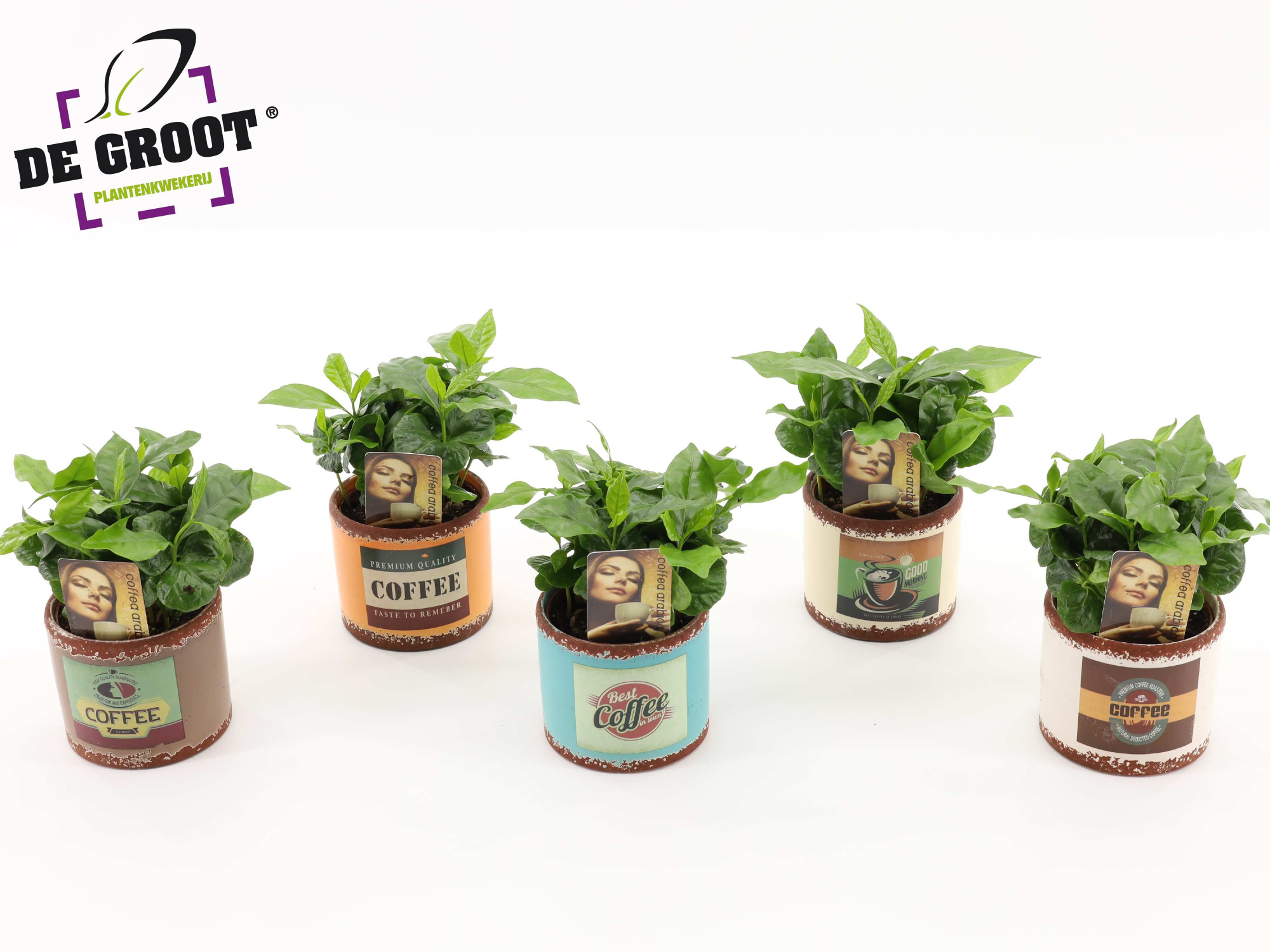 Coffea Arabica in keramiek, D 9 cm