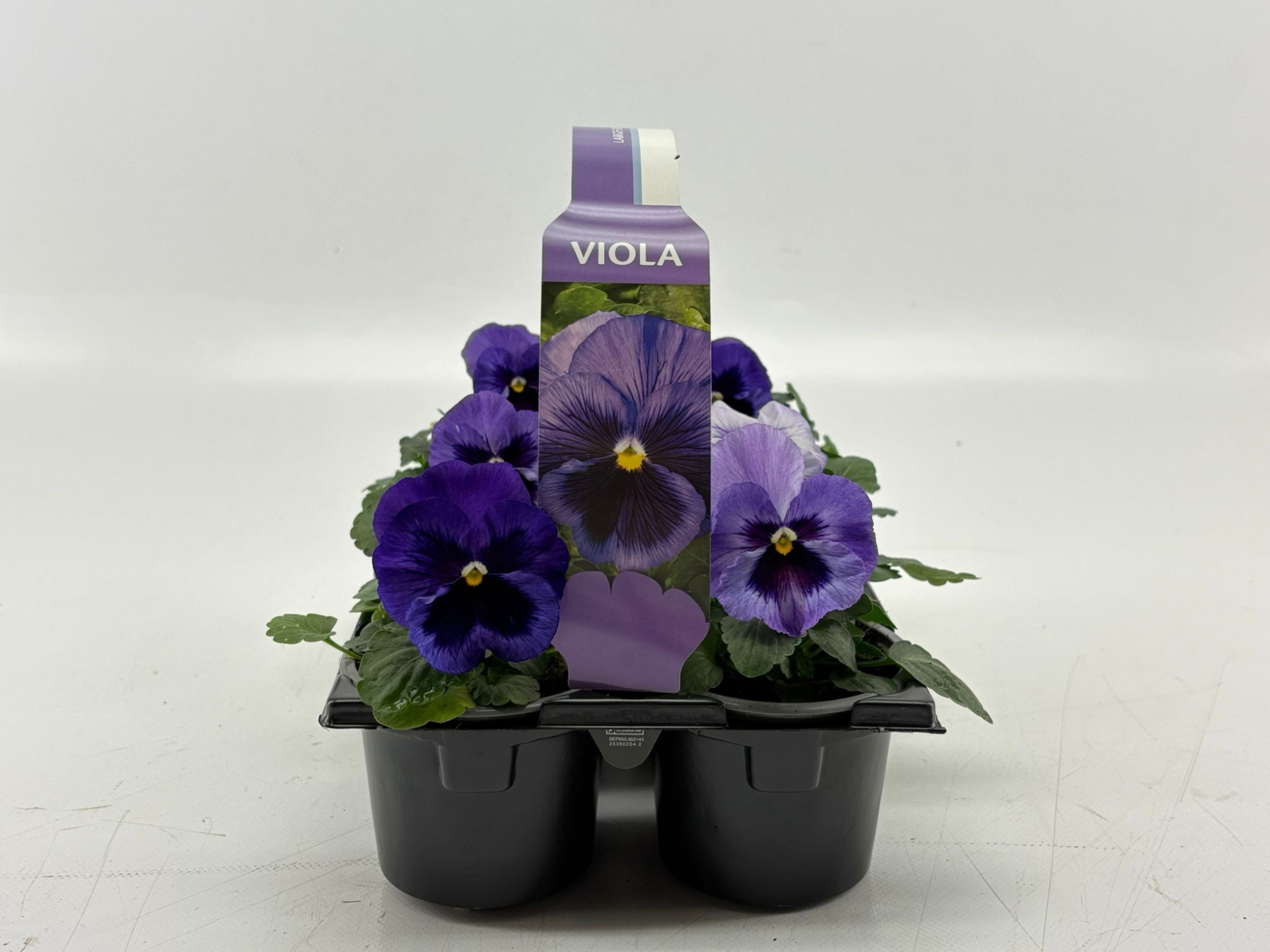 Sixpack Viola F1 Lavender Blue Shades, D 9 cm