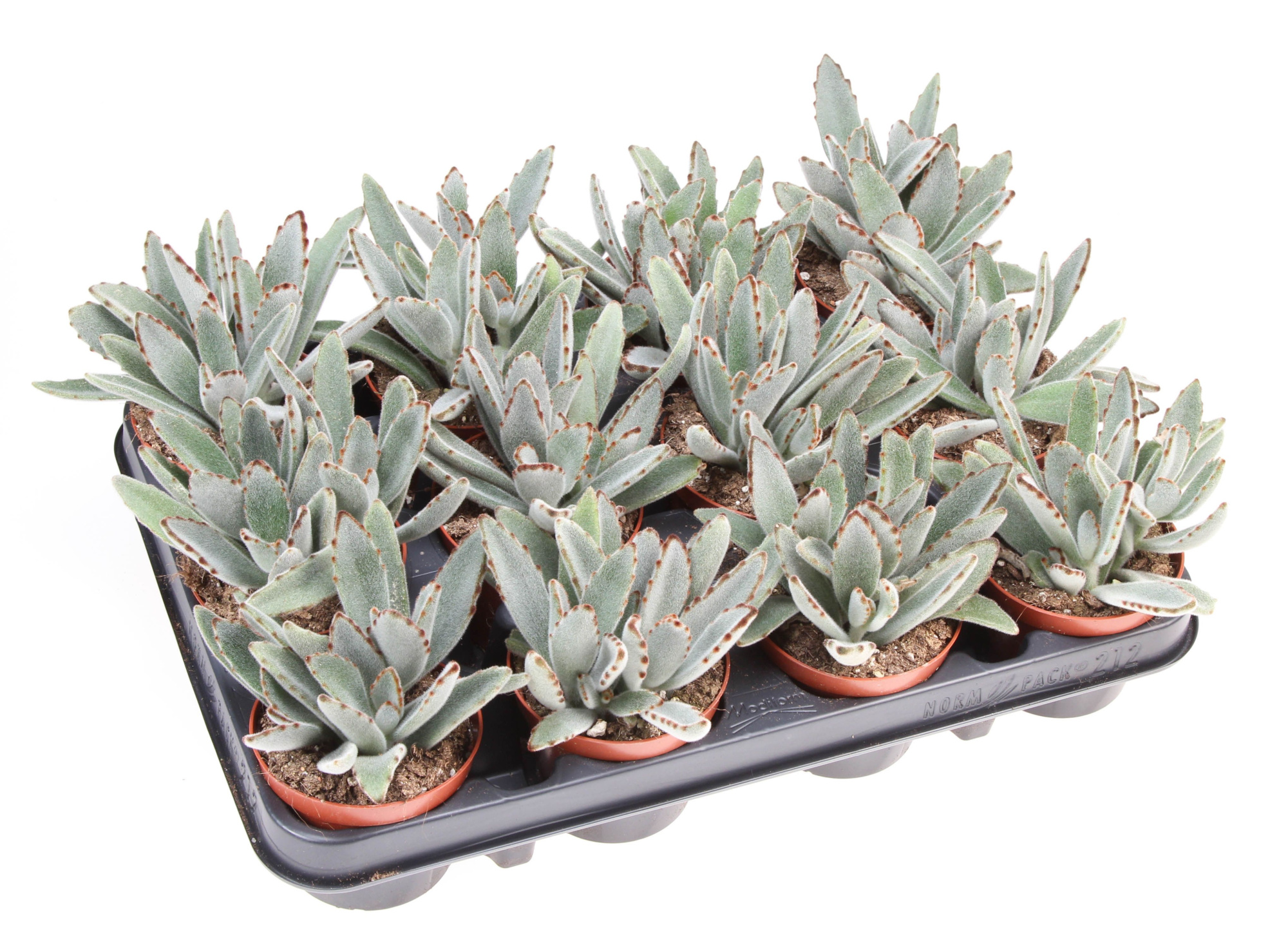 Kalanchoe Tomentosa, D 8,5