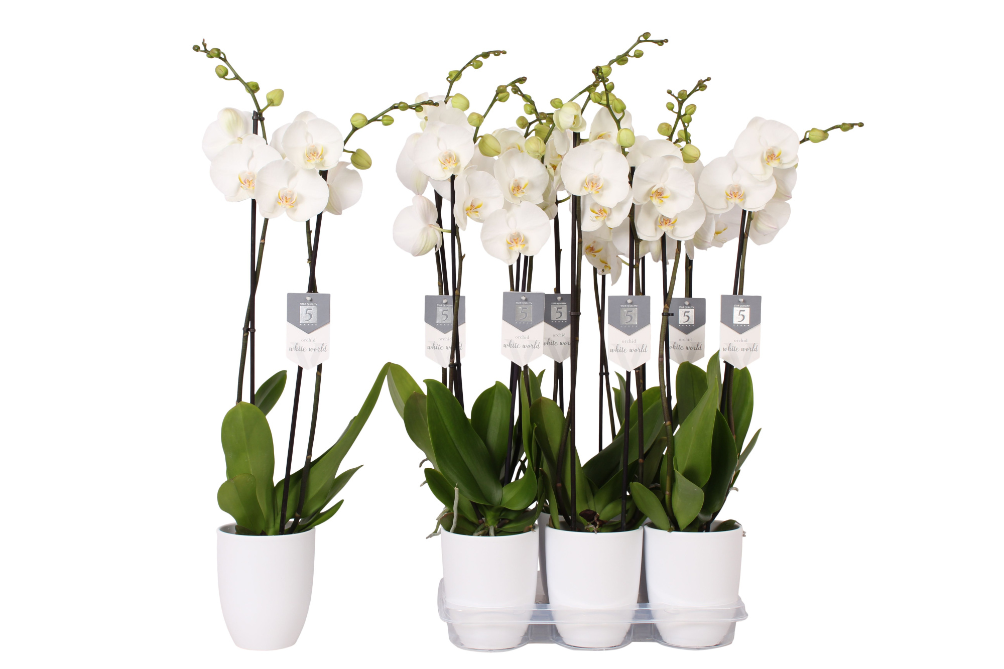 Phalaenopsis White World, 2-spike White Ceramics, D 12 cm