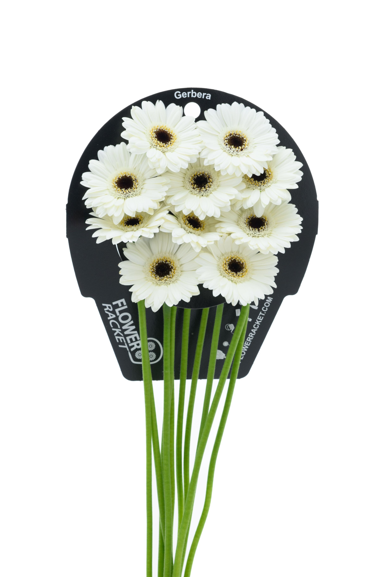 Гермини Лидо, шт.