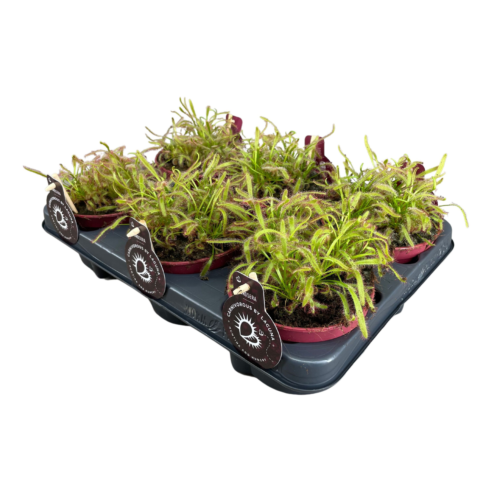 Drosera Capensis 12 cm breedbladig rood, D 12 cm