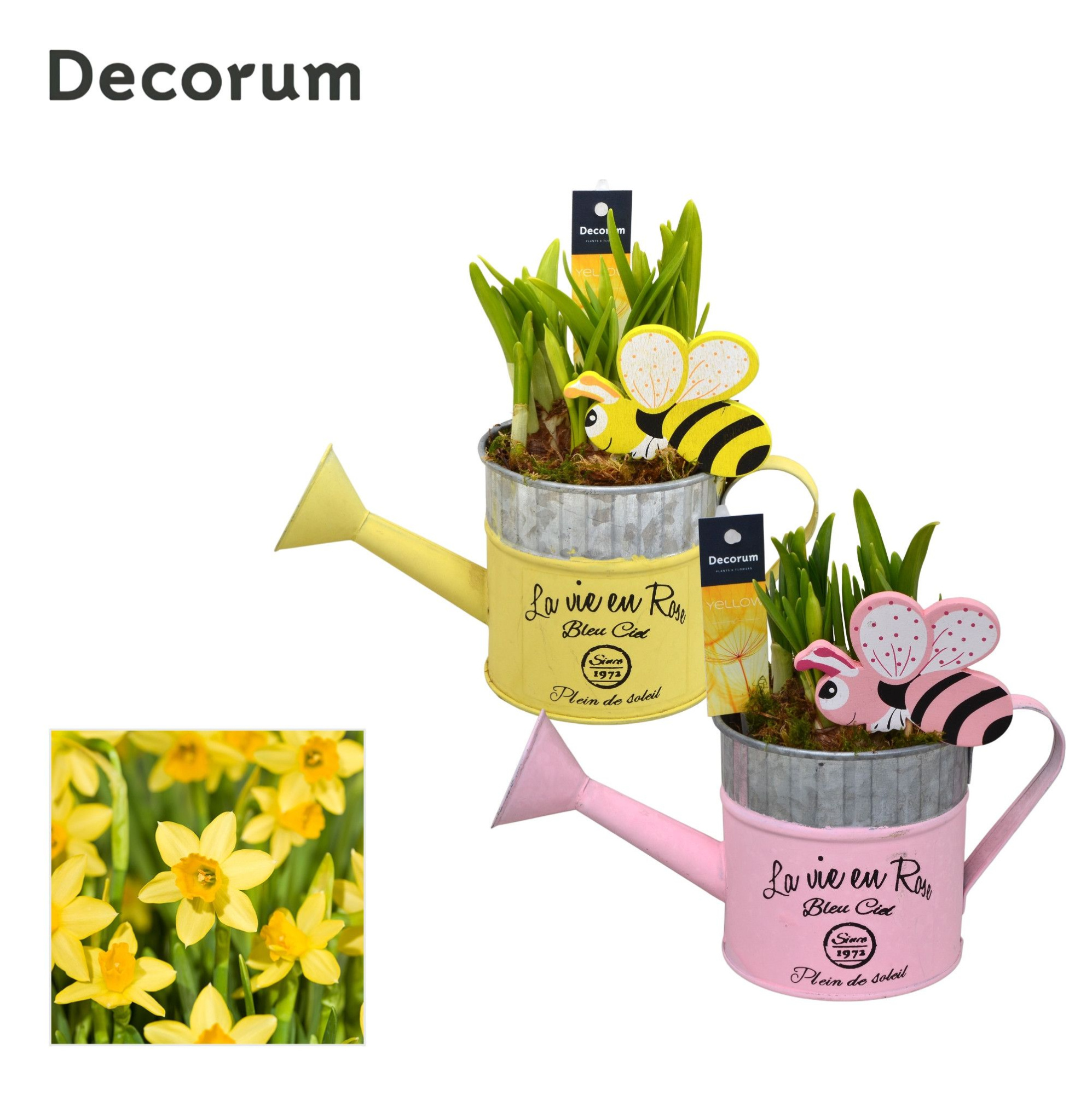 Narcis Gieter Mini GM HL18557, D 10