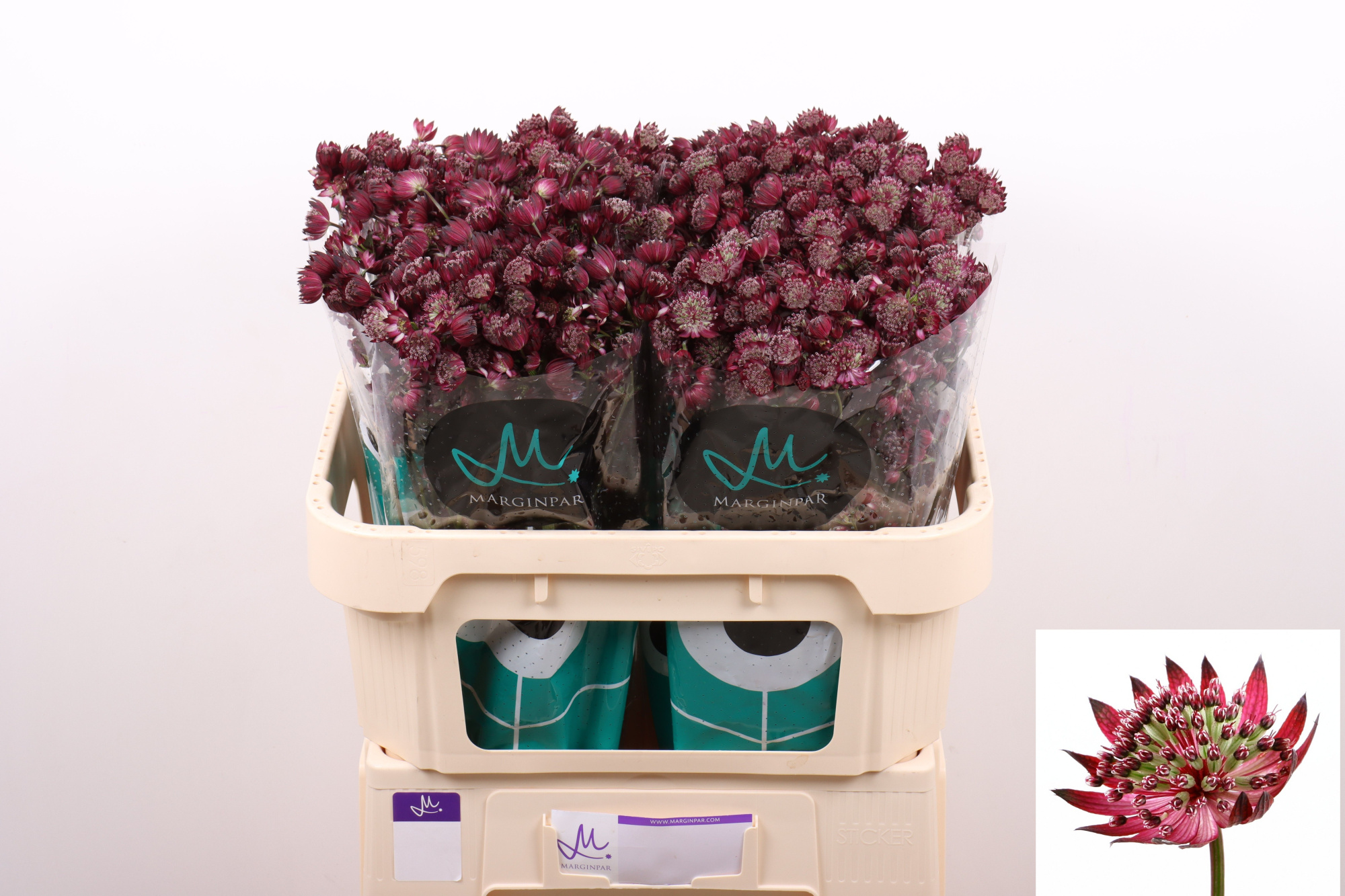 Астранция Стар Оф Лав 70, шт.