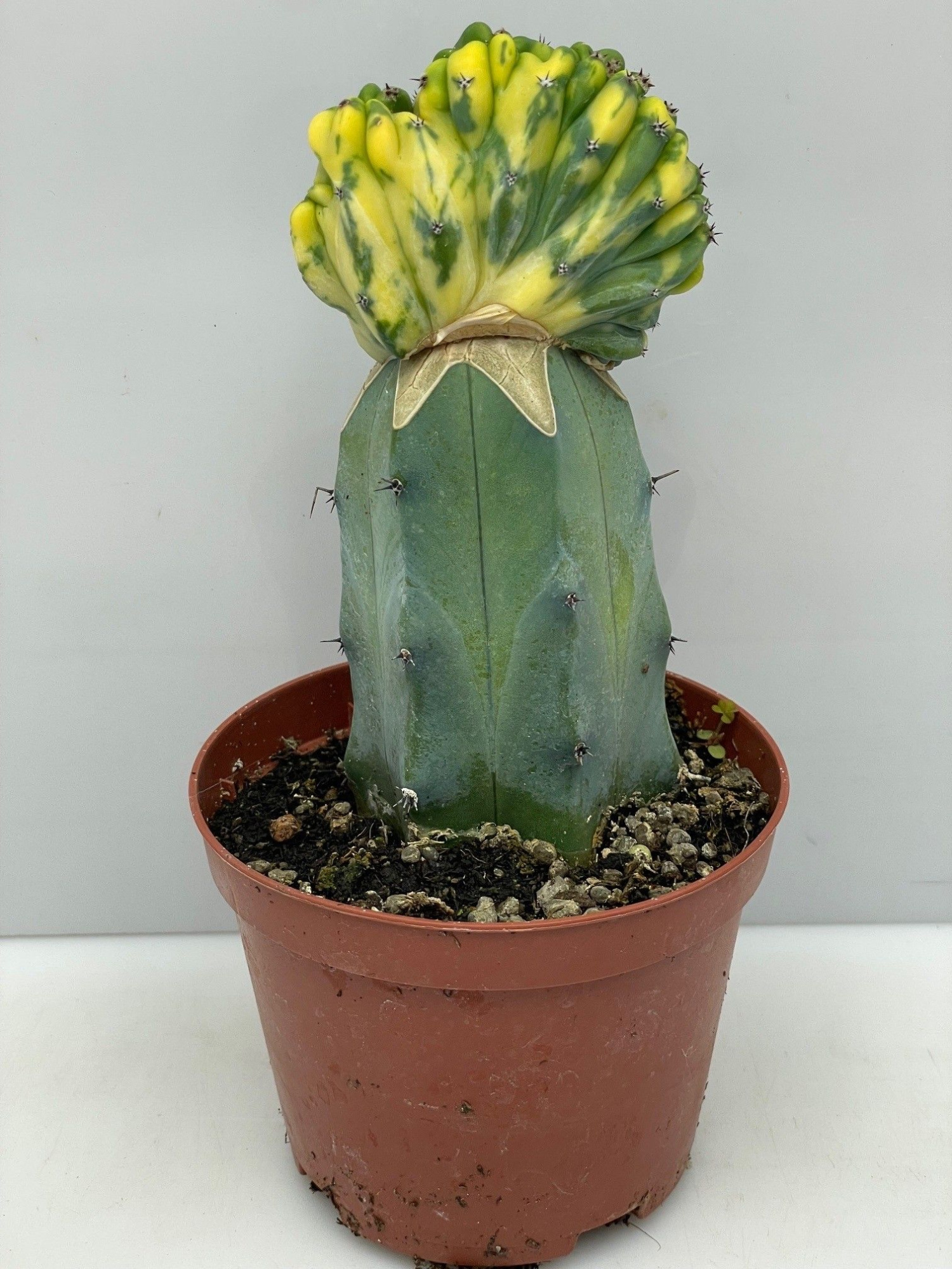 266 Pachanoi Cristaat Lime 10,5 cm, D 10,5 cm