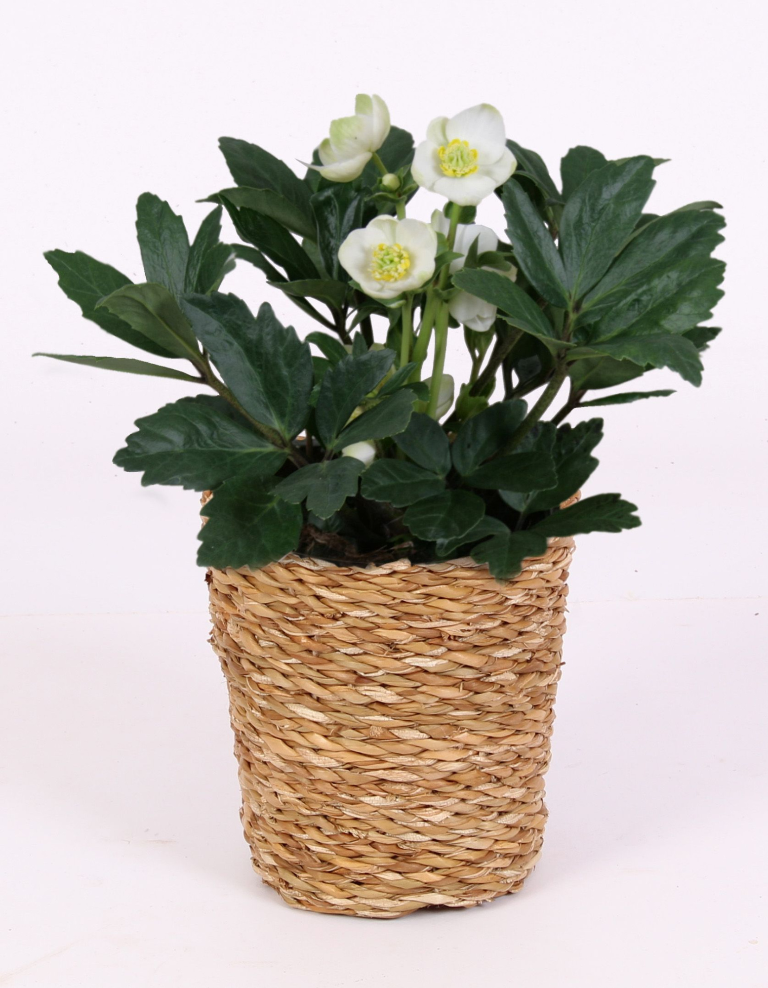 Helleborus n. Christmas Carol in grass pot, D 12 cm