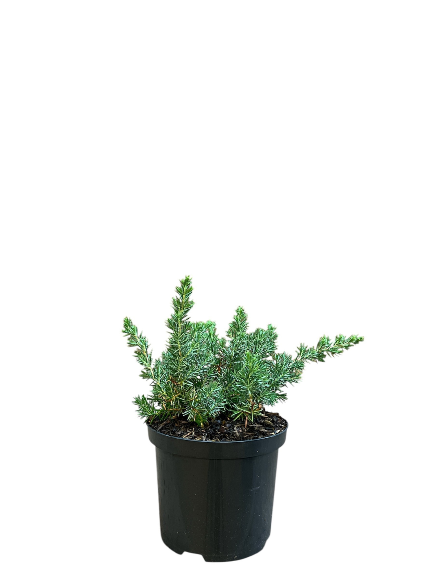 Juniperus c. 'Blue Pacific', D 18 cm