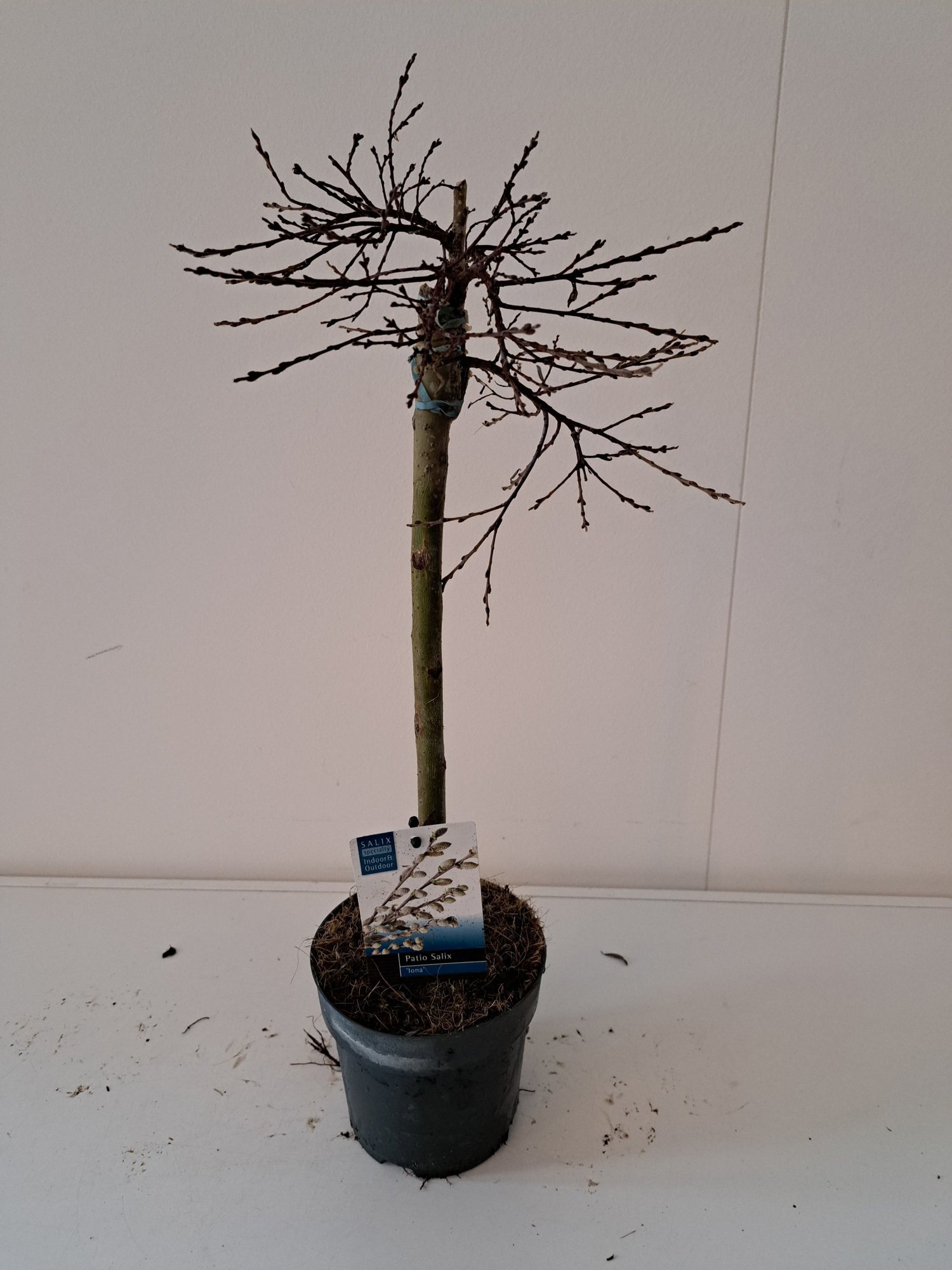 Salix Iona stam 40, D 14