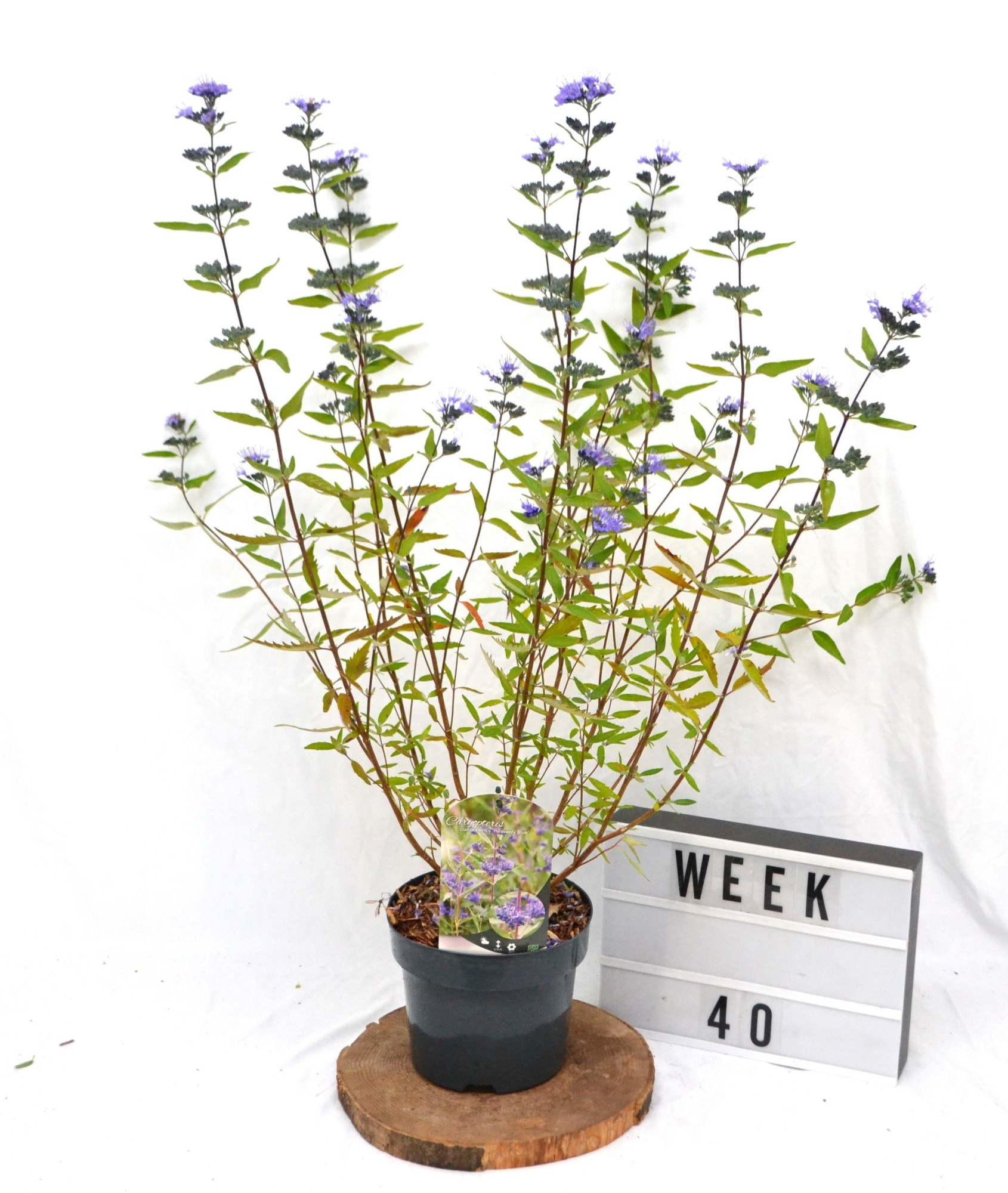 Caryopteris cla. 'Heavenly Blue' C3 30-50, D 19 cm