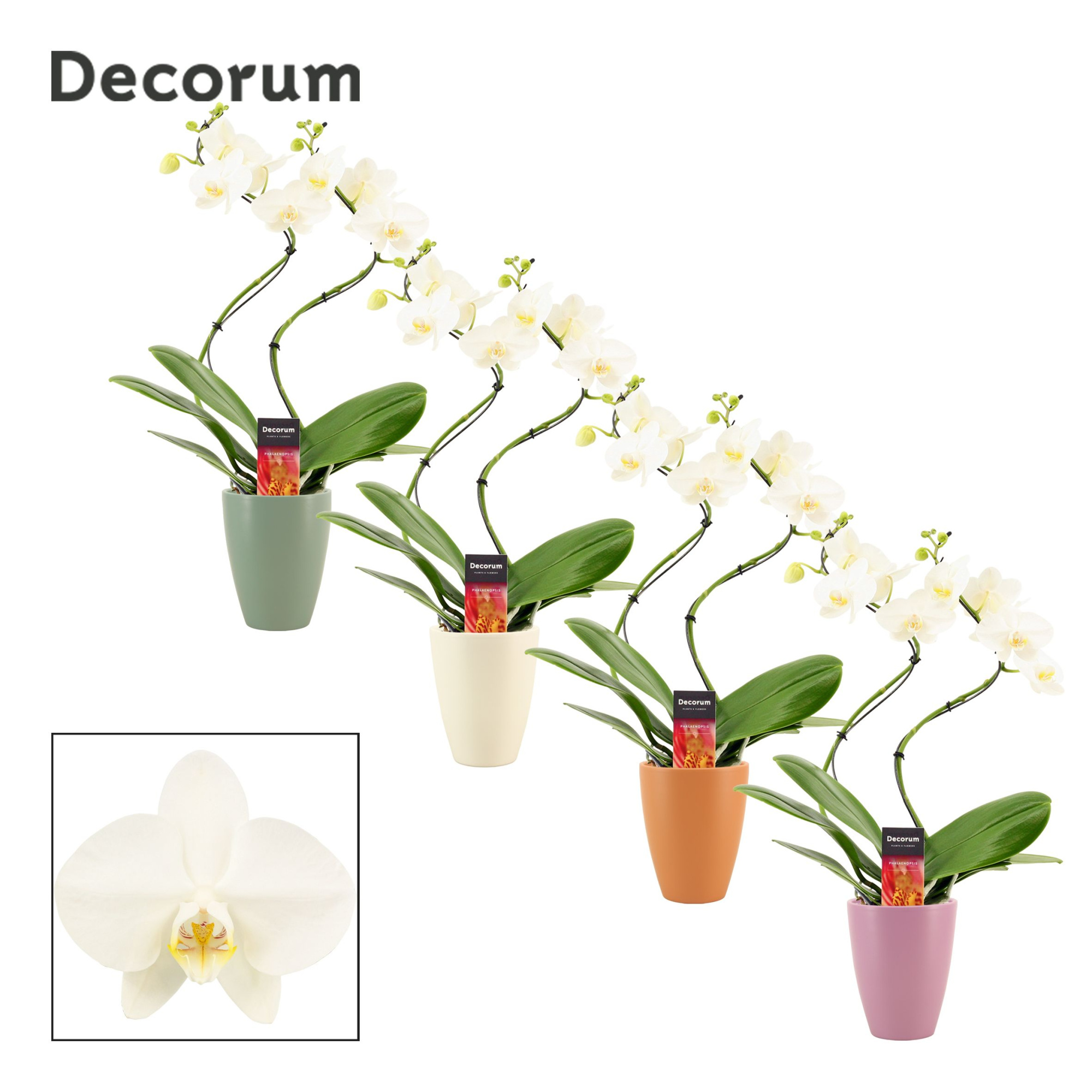 Phalaenopsis hurricane wit in Carly (Craft world-collection), D 12 cm