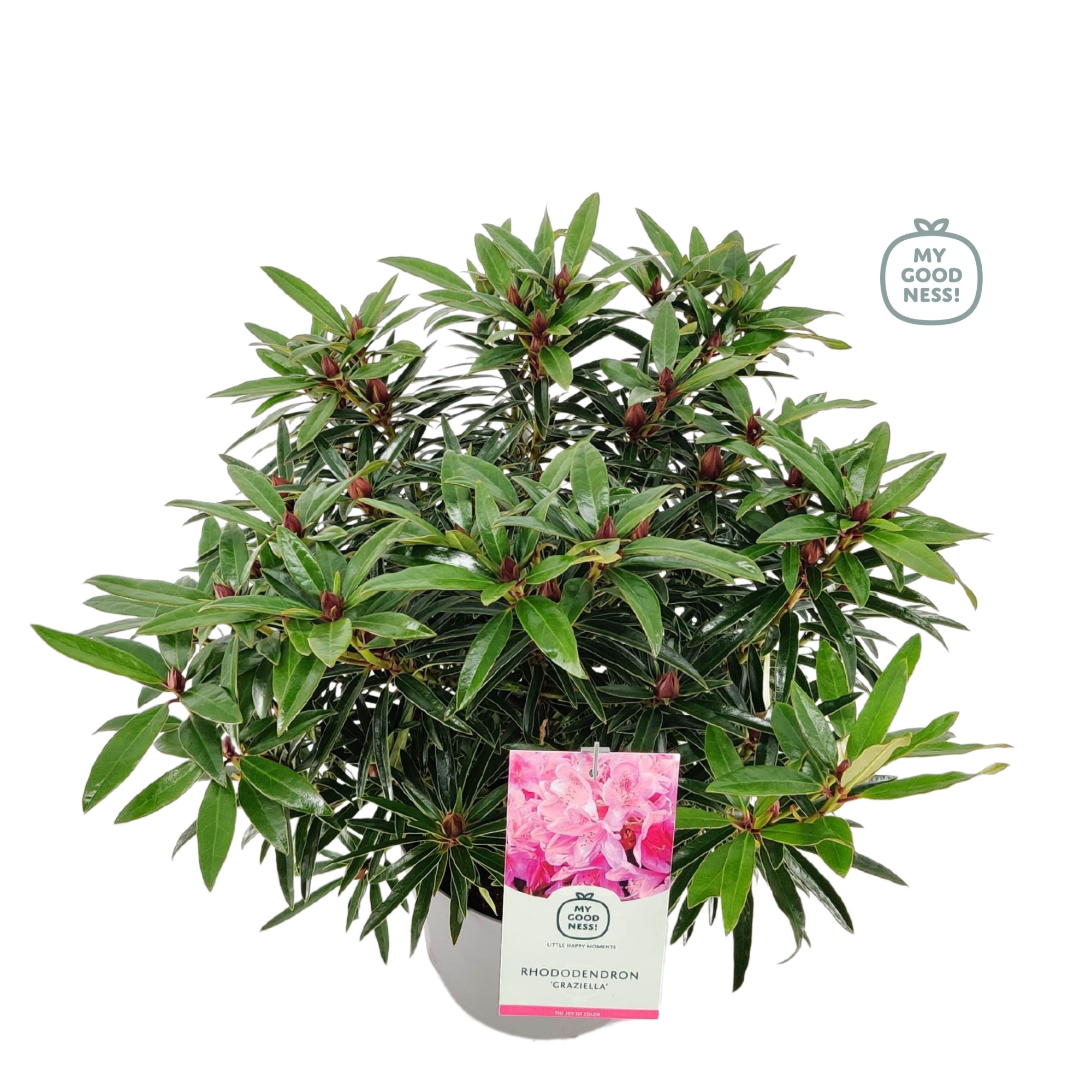 Rhododendron 40-50 /5 liter 'Graziella', D 23 cm