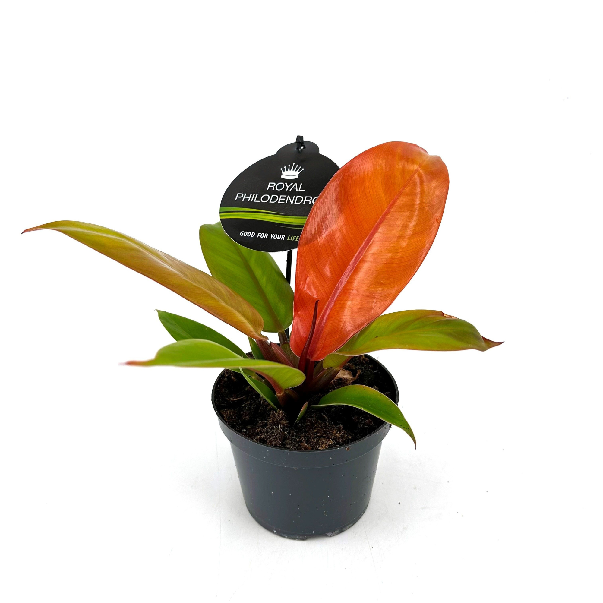 Philodendron"Prince of Orange", D 12 cm