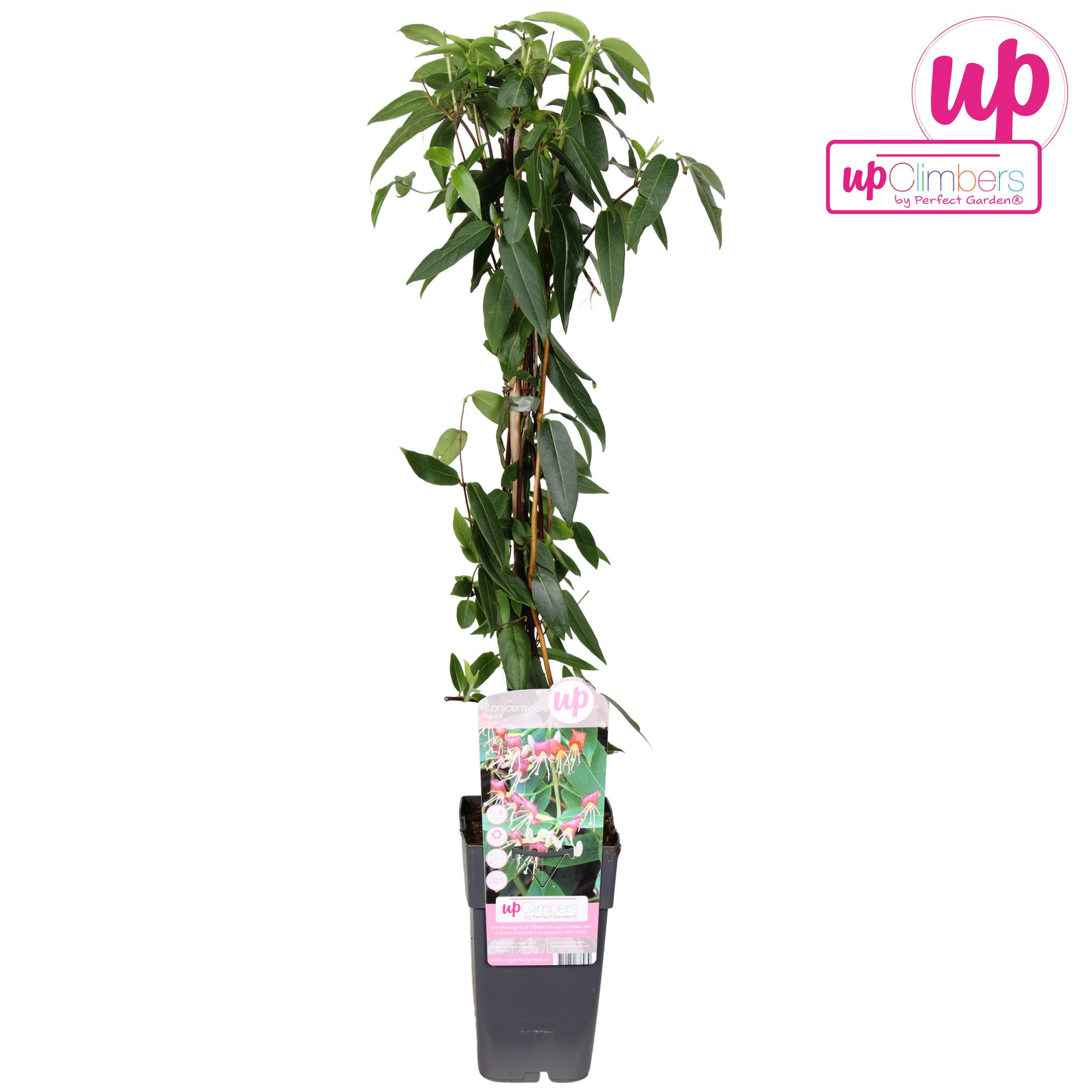 Lonicera 'Henryi' P15, D 15 cm