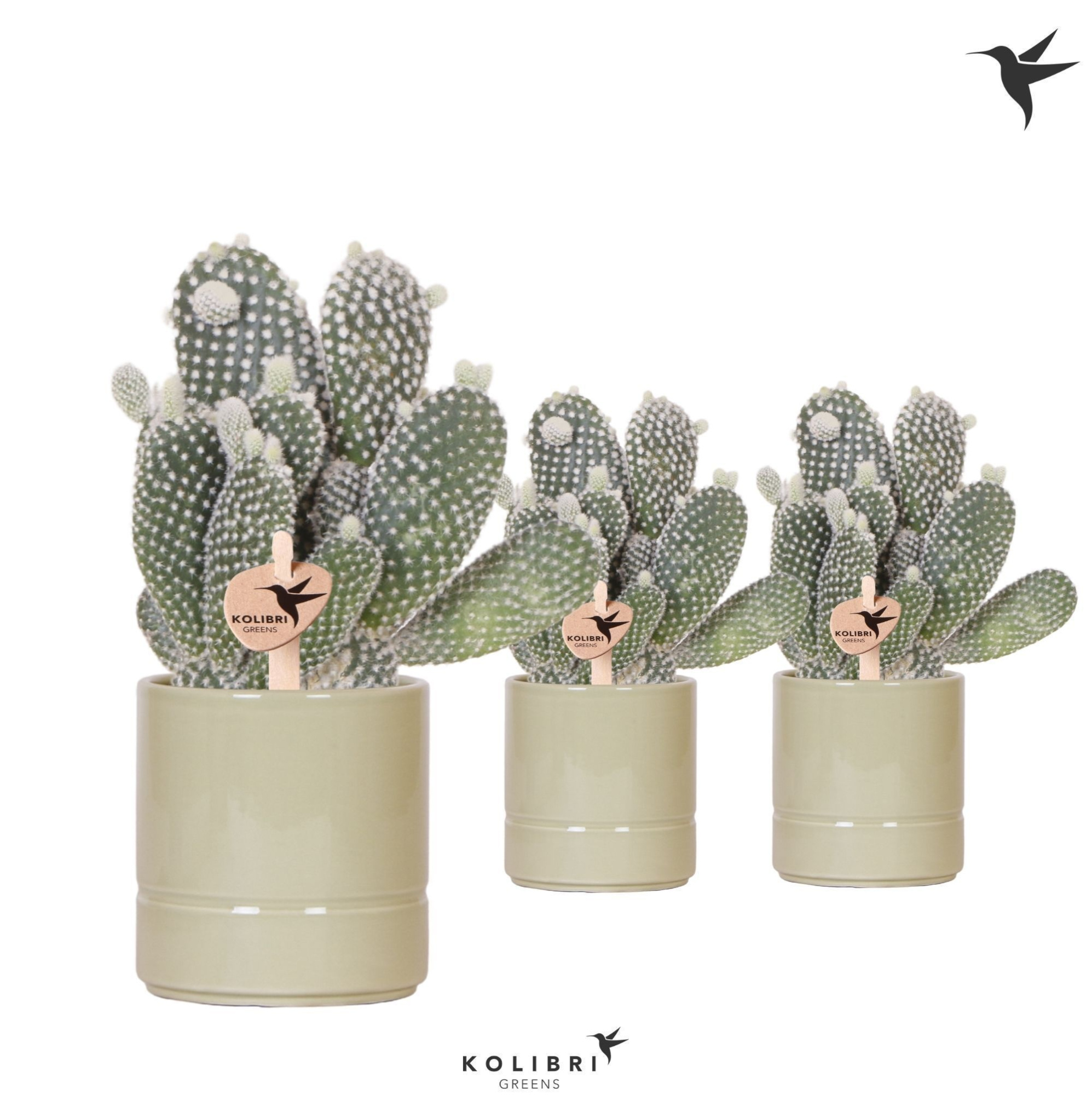 Kolibri Greens Opuntia white in Pastel pot green, D 9 cm