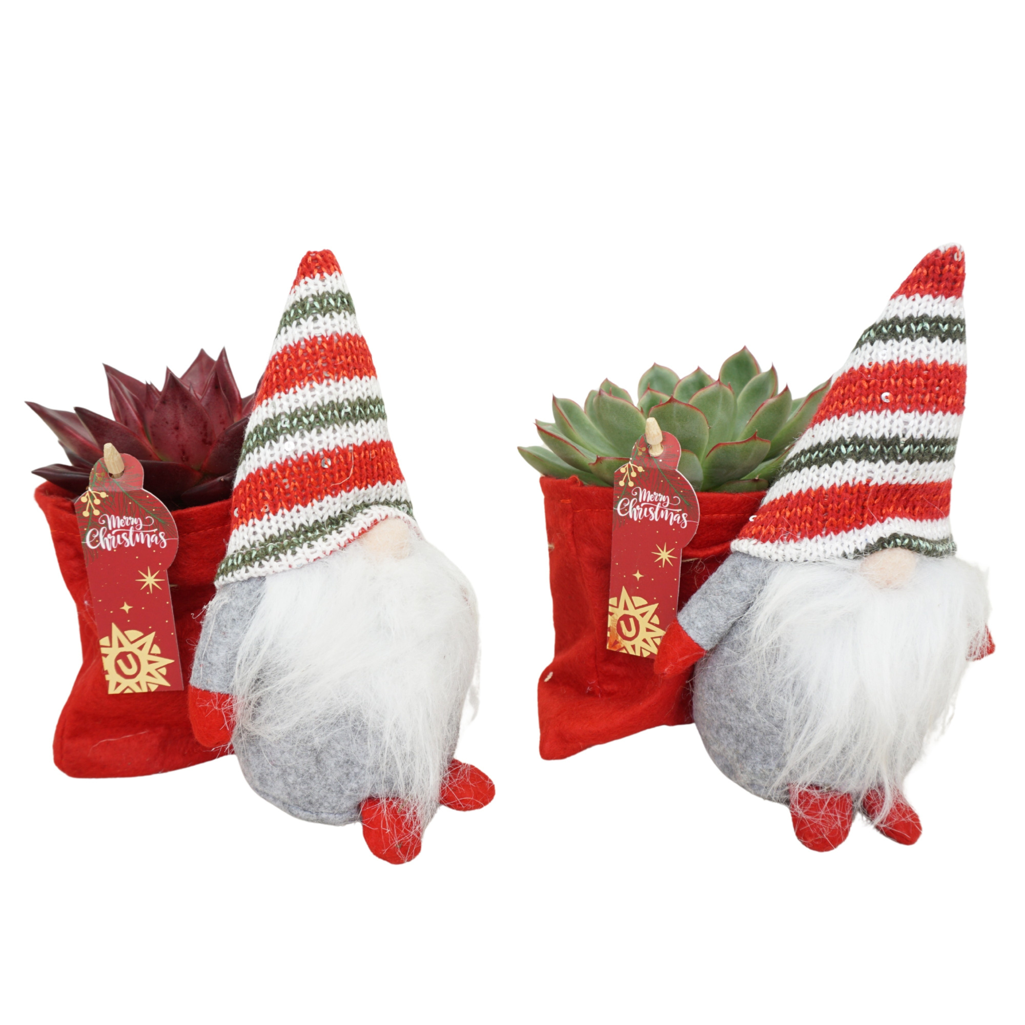 Kerstgnoom met Echeveria Mix, D 10,5 cm