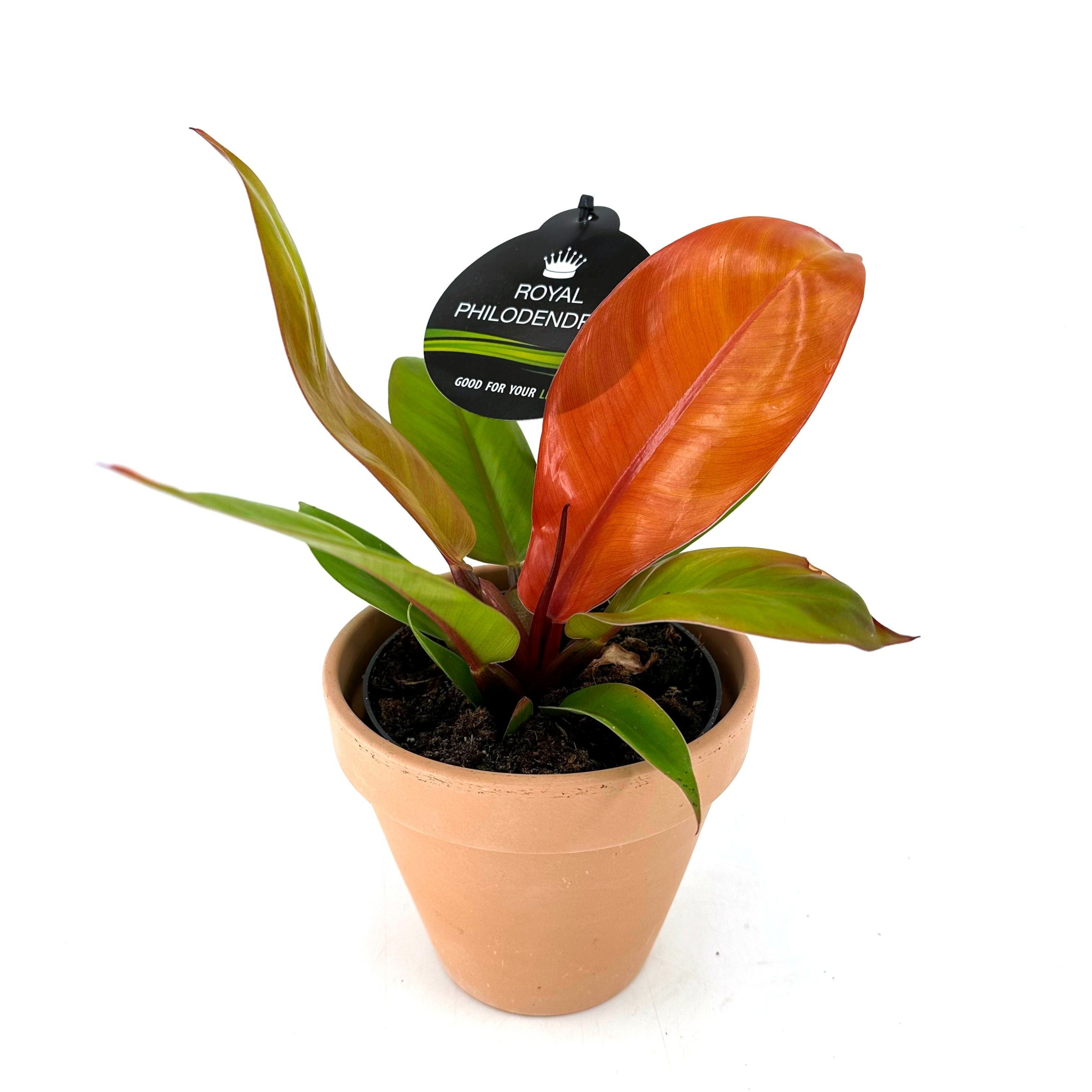 Philodendron"Prince of Orange" w/claypot, D 13 cm