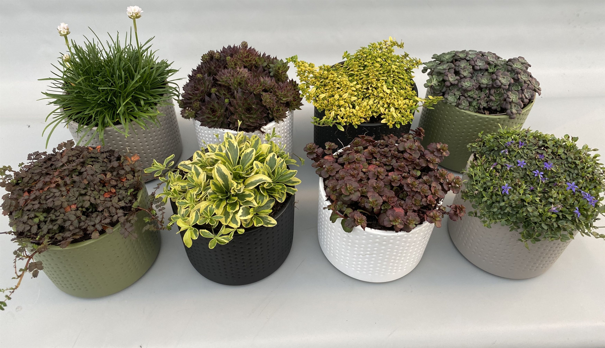 Rotsplant 14cm in Dakota keramiek, D 14 cm