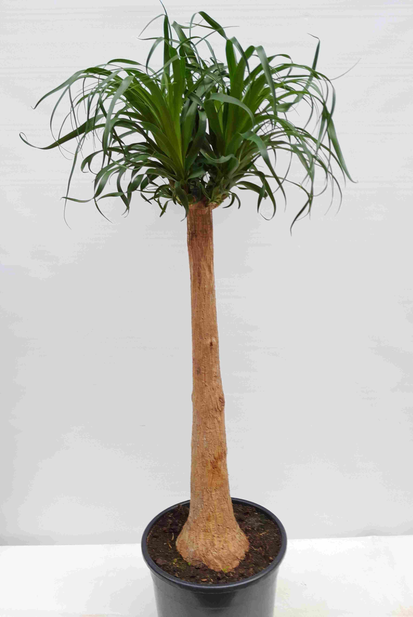 BEAUCARNEA RECURVATA, D 30 cm