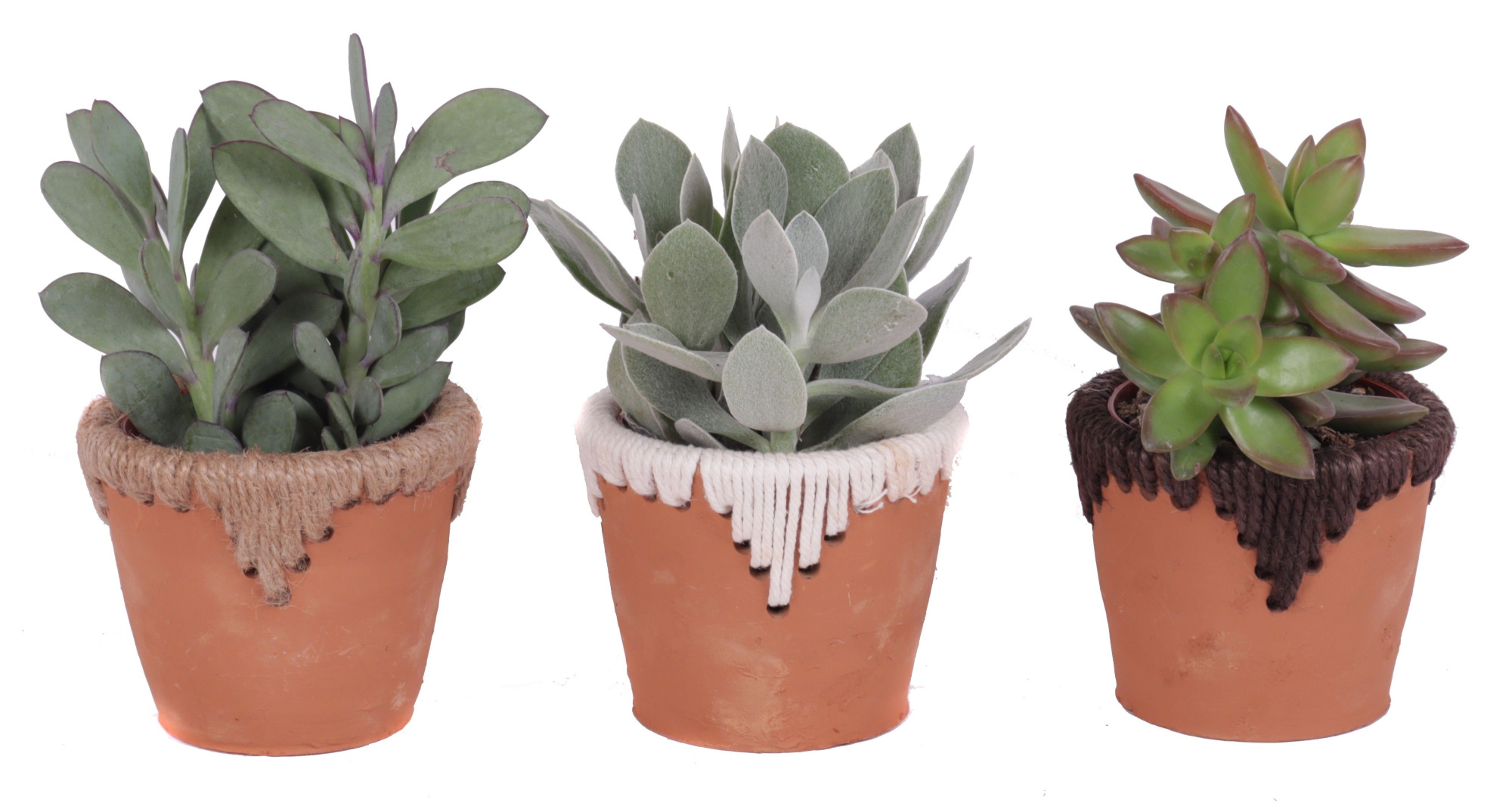 Succulenten mix 8,5 cm in samoa pot, D 10