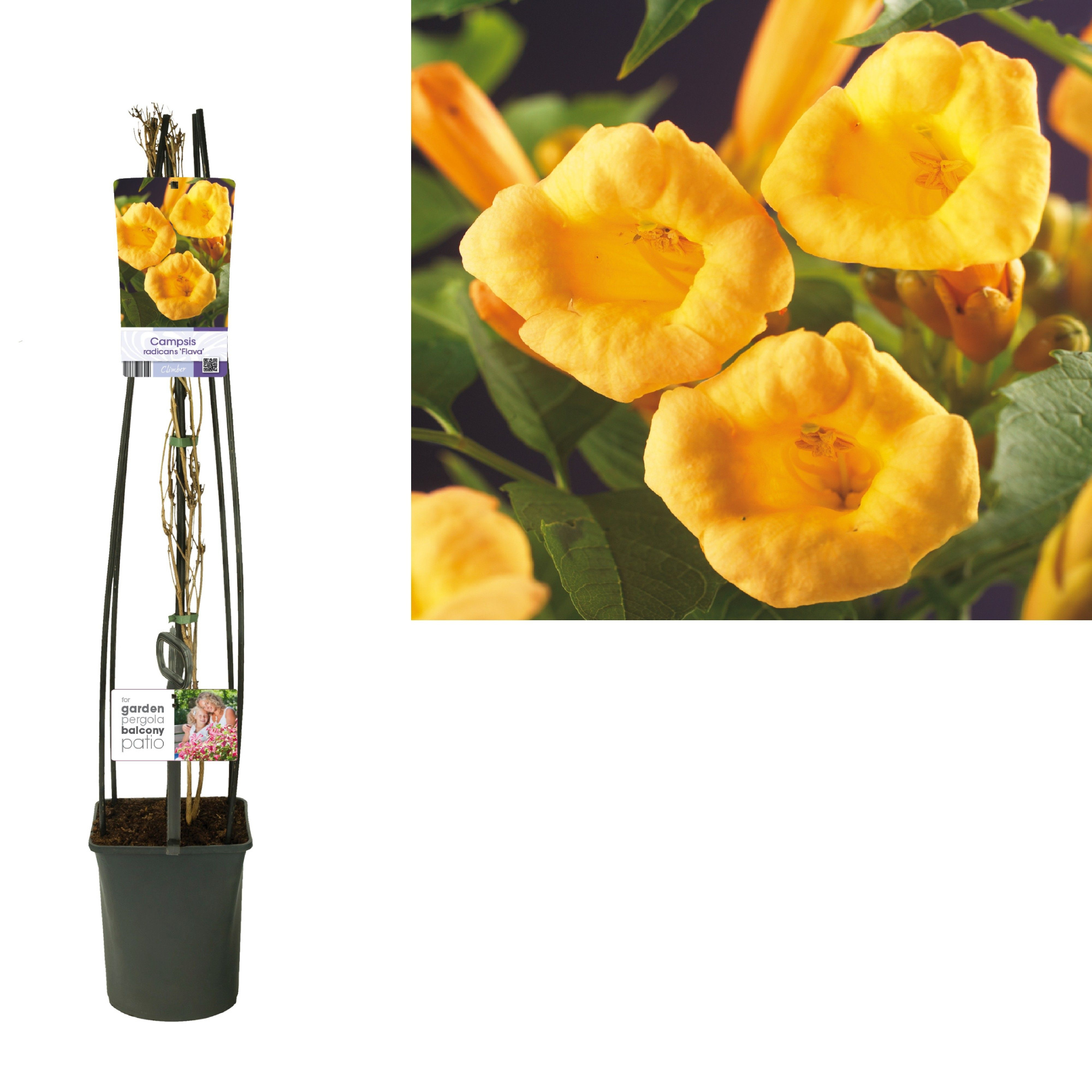 Campsis t. radicans 'Flava' +light label, D 23 cm