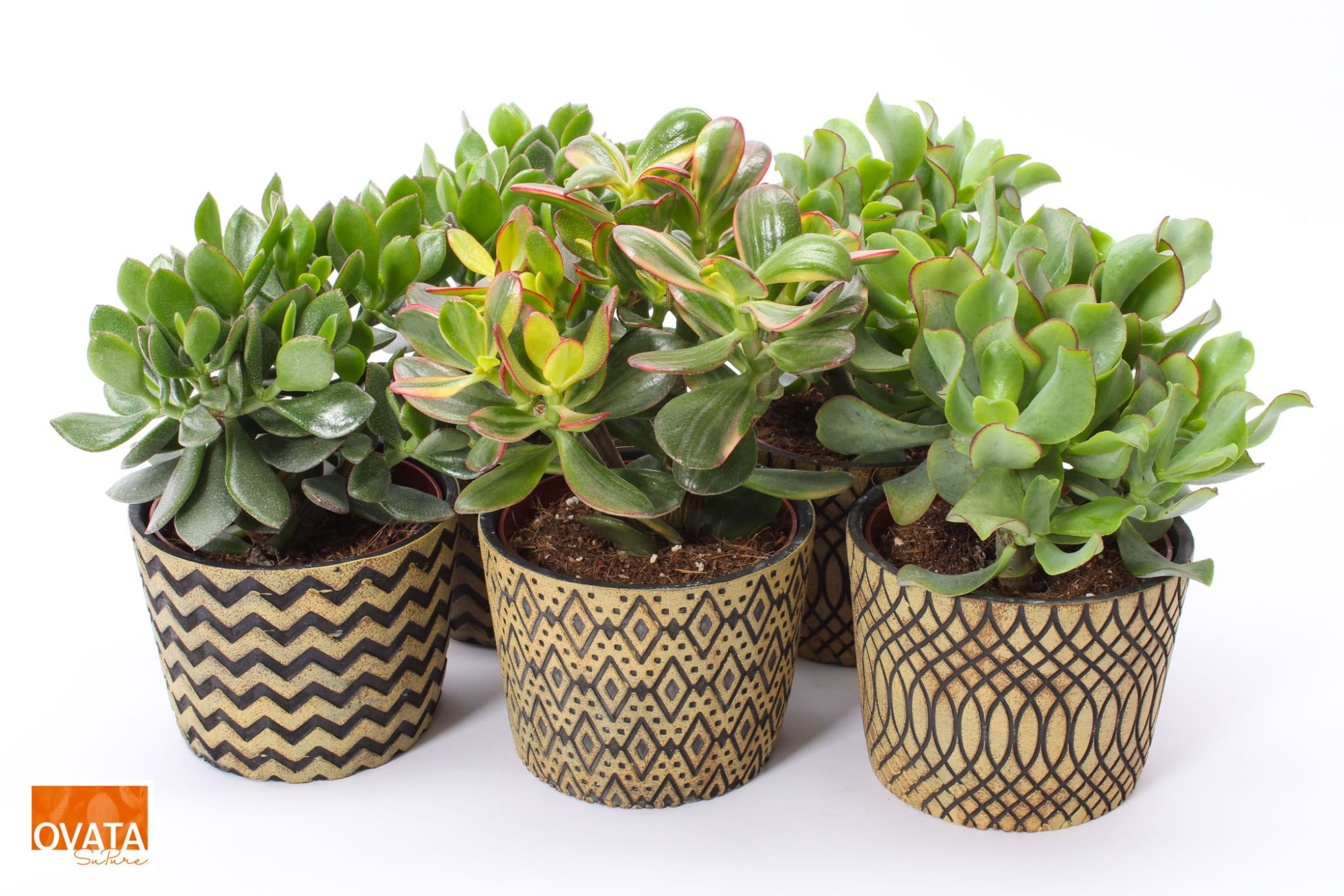 Crassula mix in Cancun 14 WOODS, D 14 cm