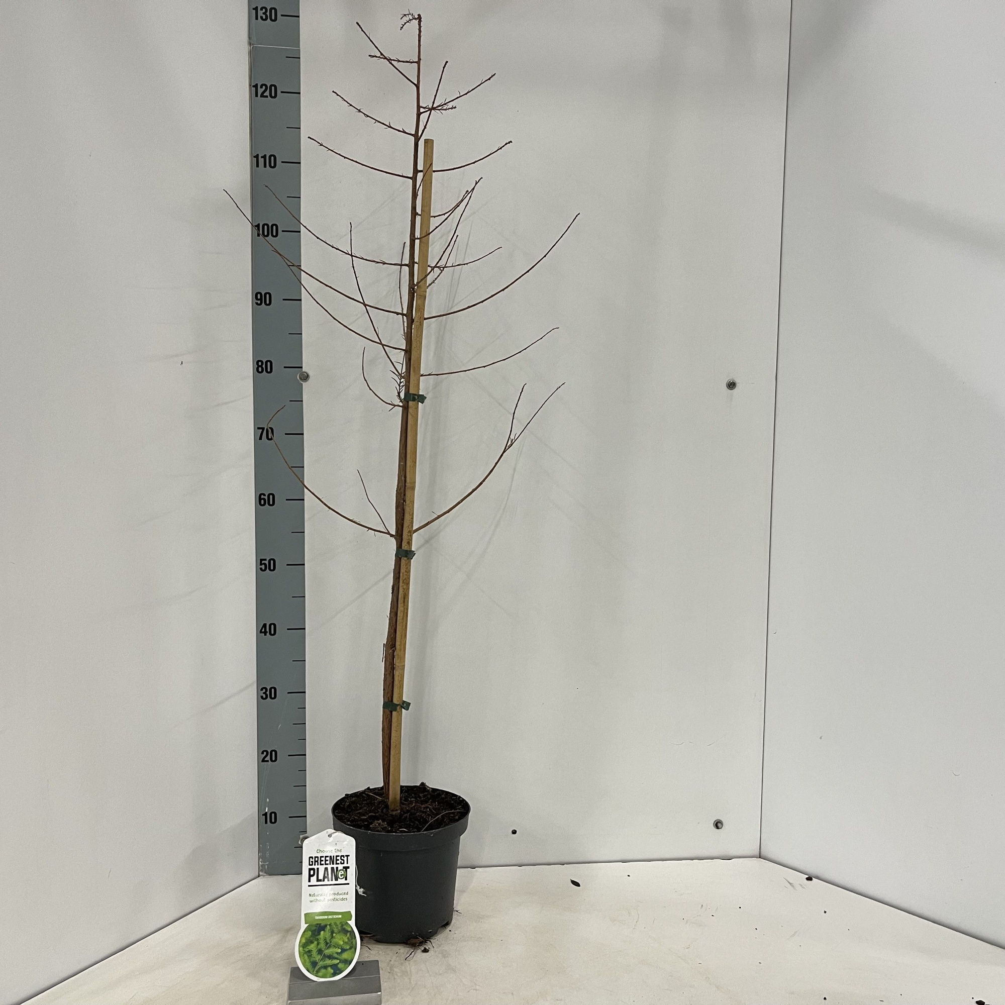 Taxodium distichum - gestokt, D 19 cm