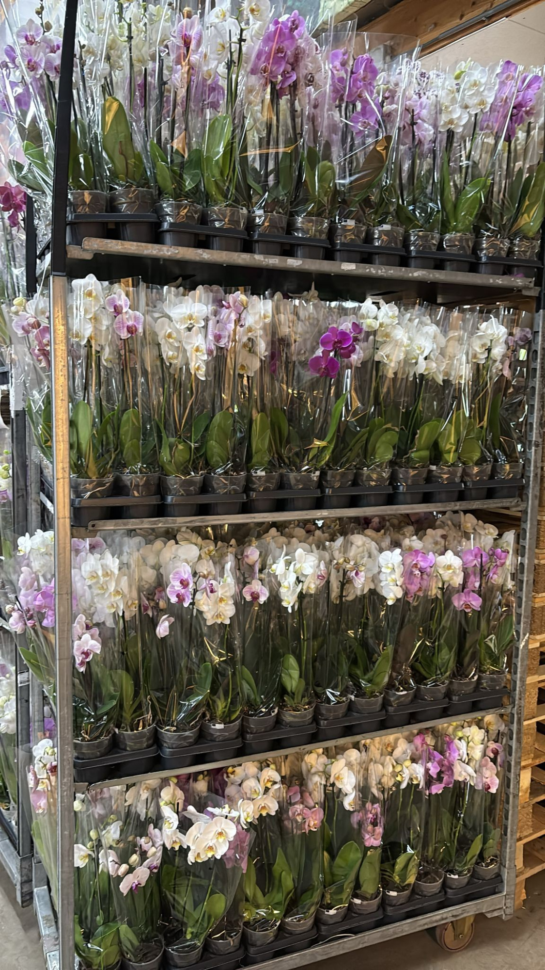 Phalaenopsis gemengd 3 tak gemengd shorty A2, D 12 cm