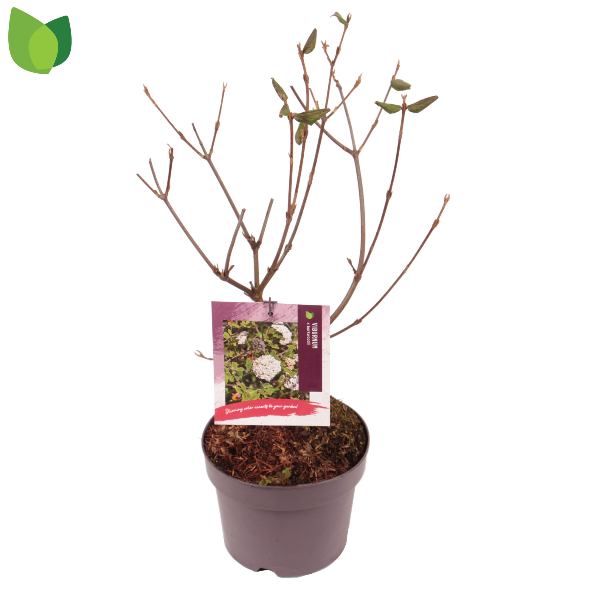 Viburnum burkwoodii C3/P23, D 19