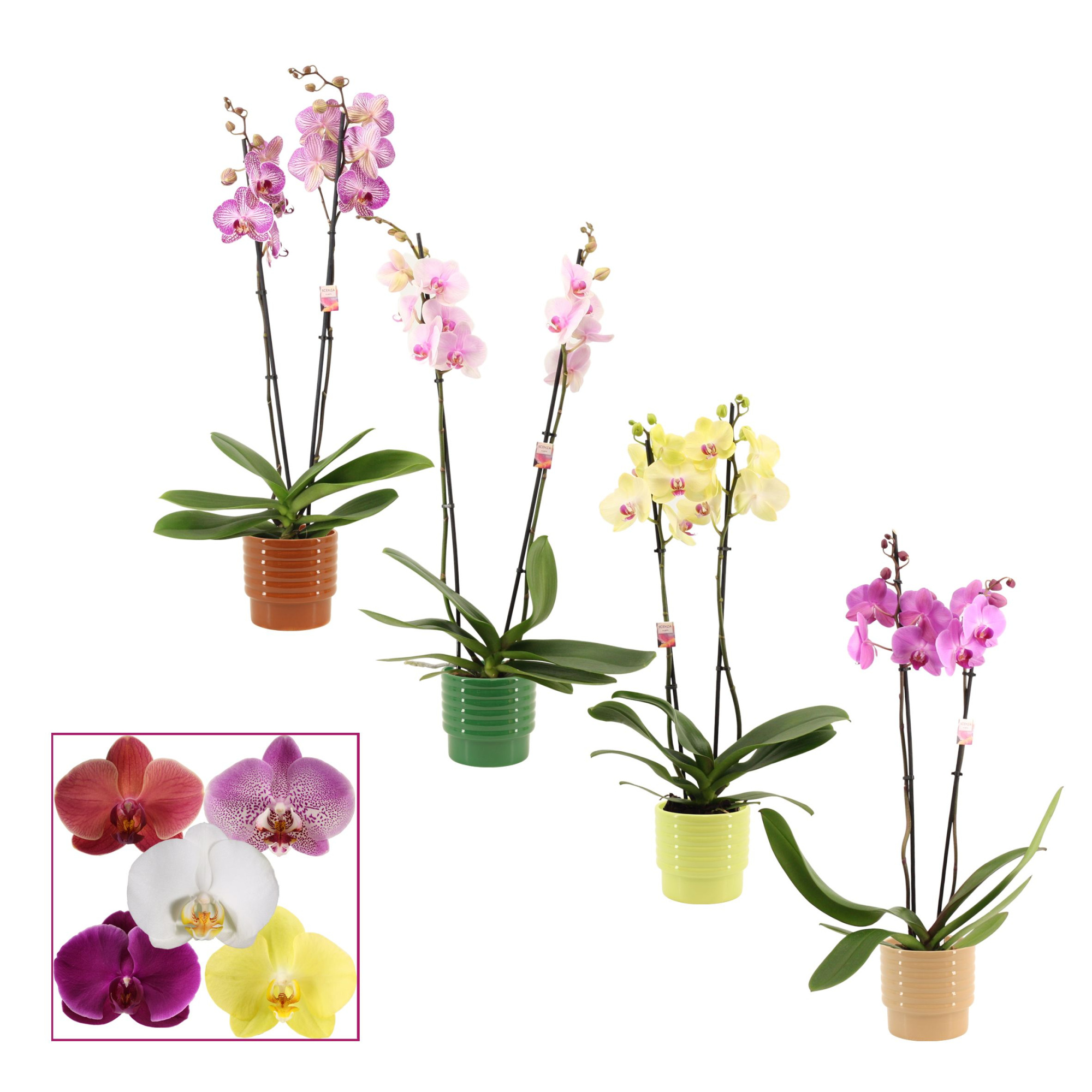 Phalaenopsis 2 tak 14+ mix in Naemi (Natural bubble-collection), D 12