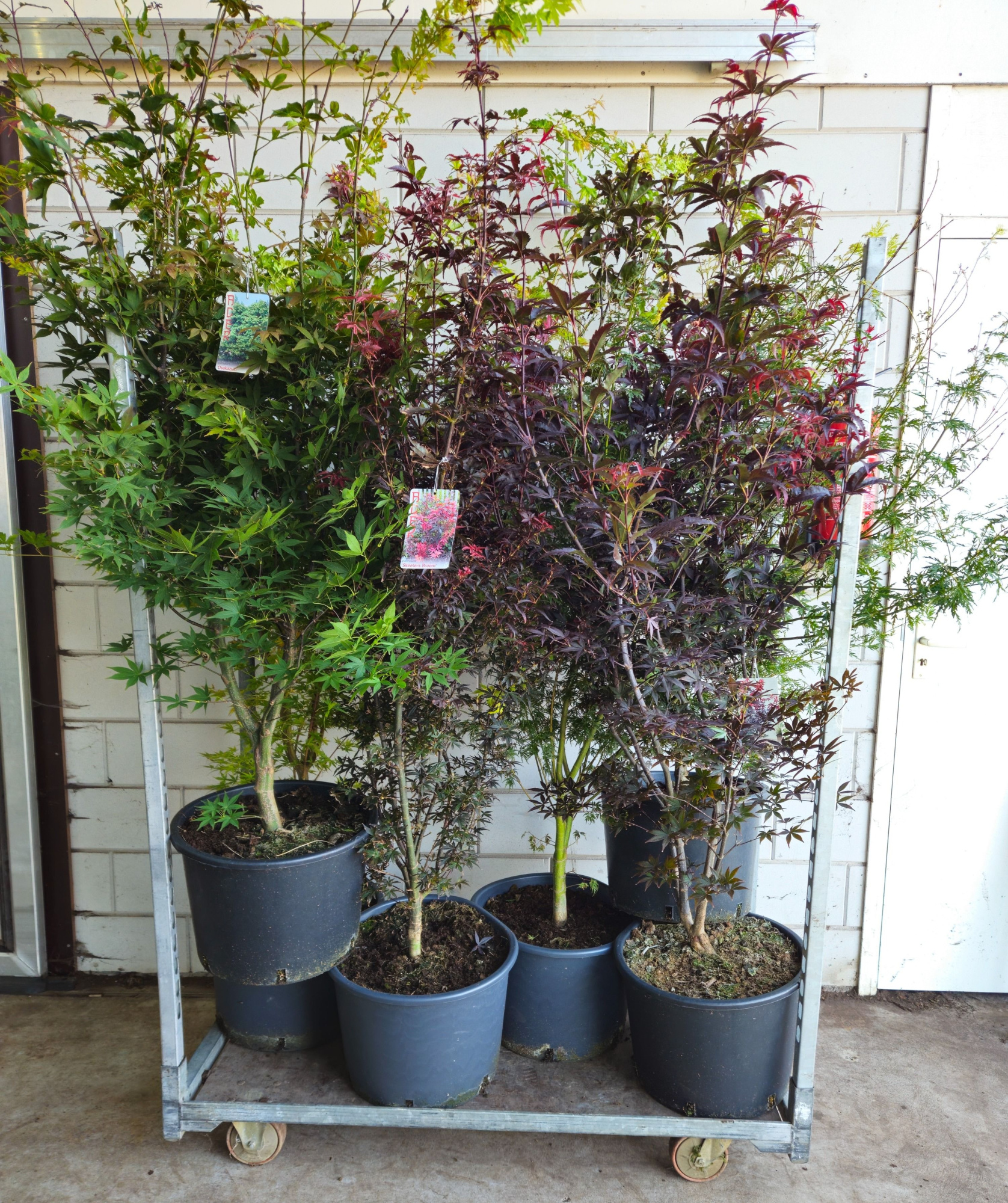 Acer palmatum Mix C35/43cm, D 43 cm