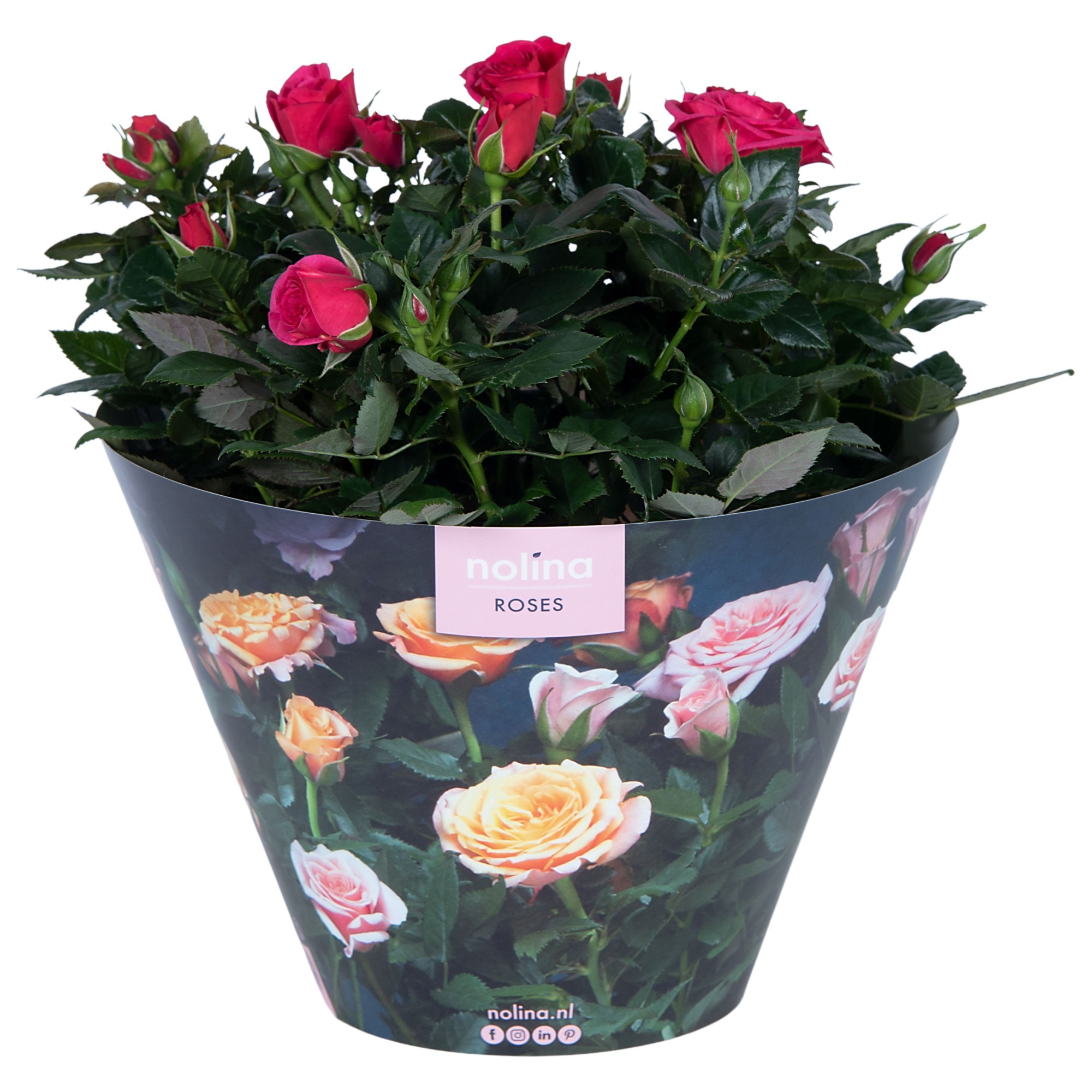 Nolina Roses Excellent Bowl Ø 23 Deep pink, D 23