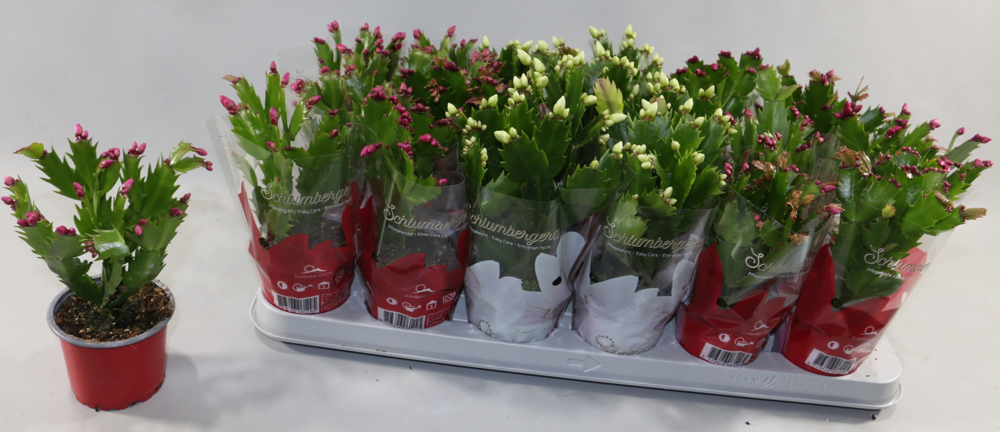 Schlumbergera 18+ knop gemengd 2 kleuren"Sunshiners®", D 9
