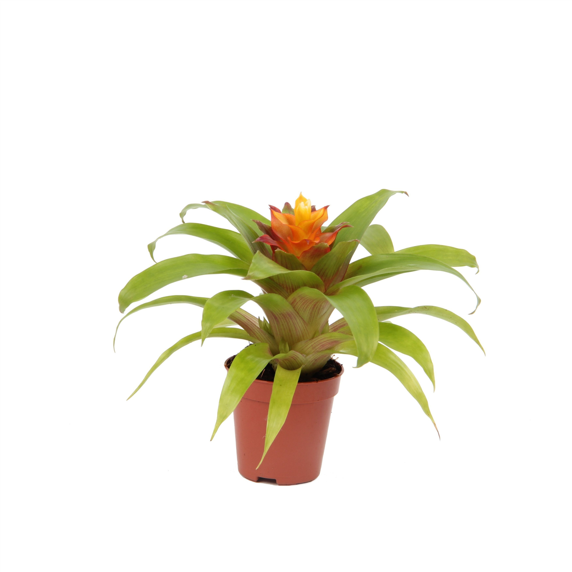 Guzmania Fairy, D 5,5 cm